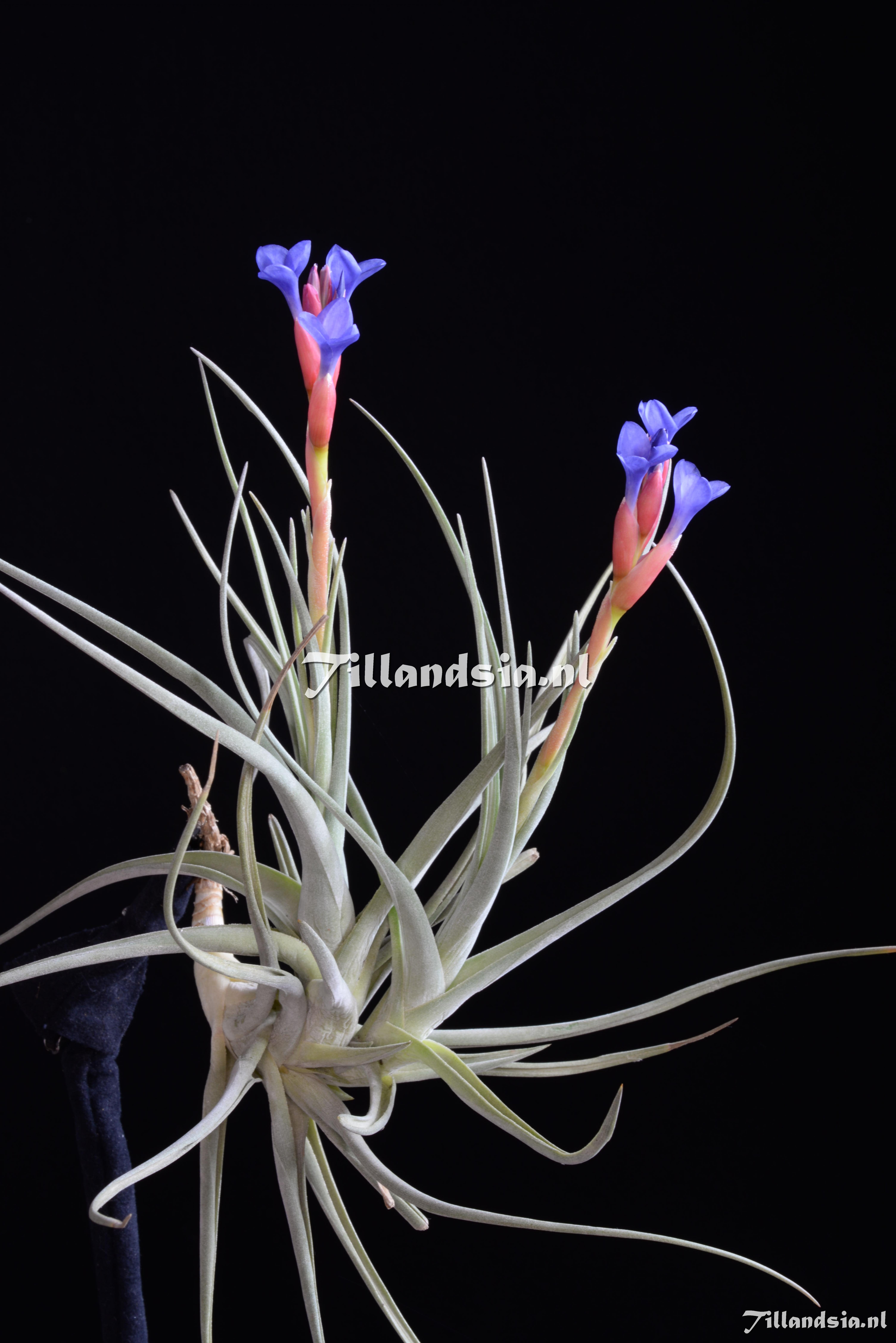 3233 Tillandsia winkleri