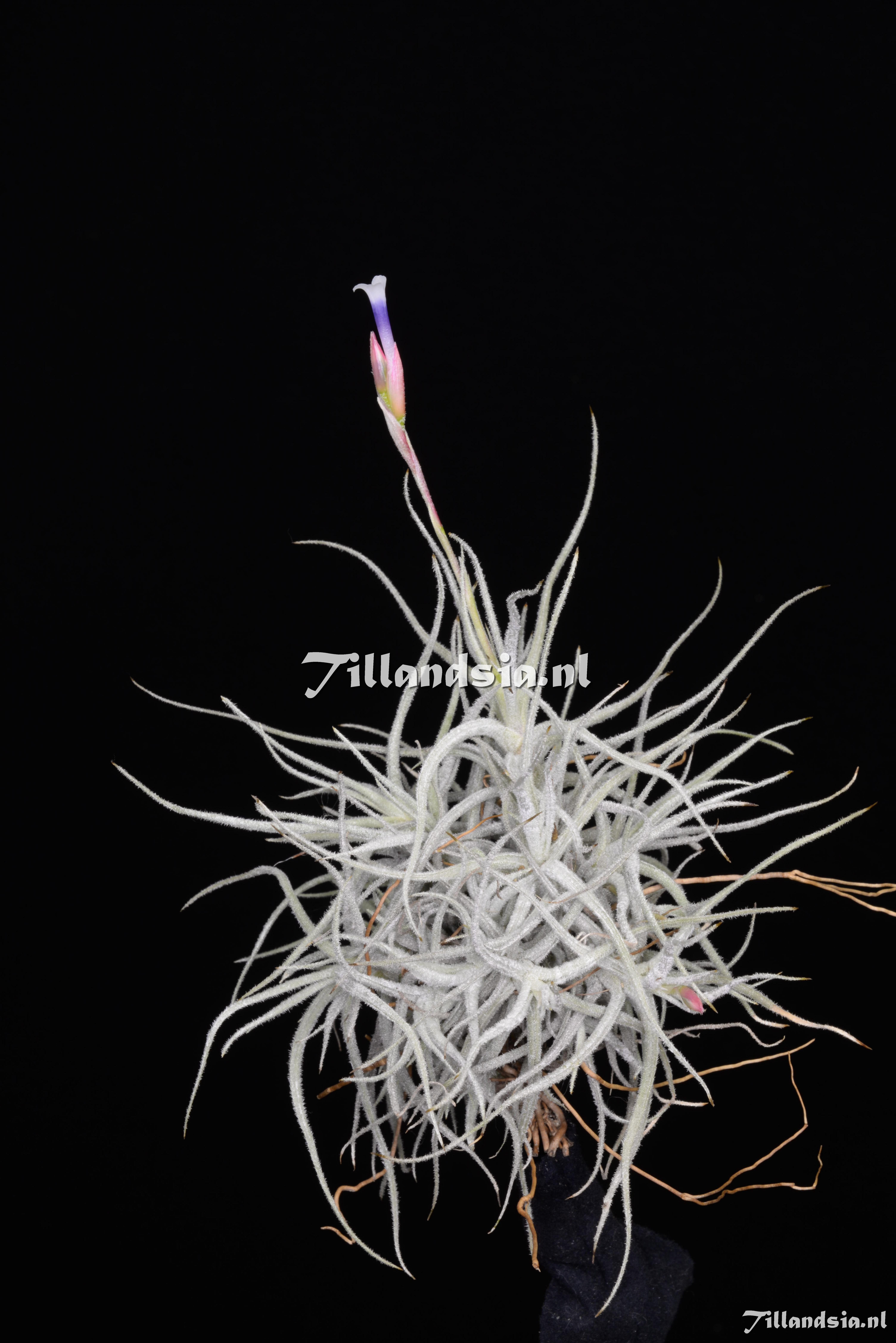 3238 Tillandsia chusgonensis