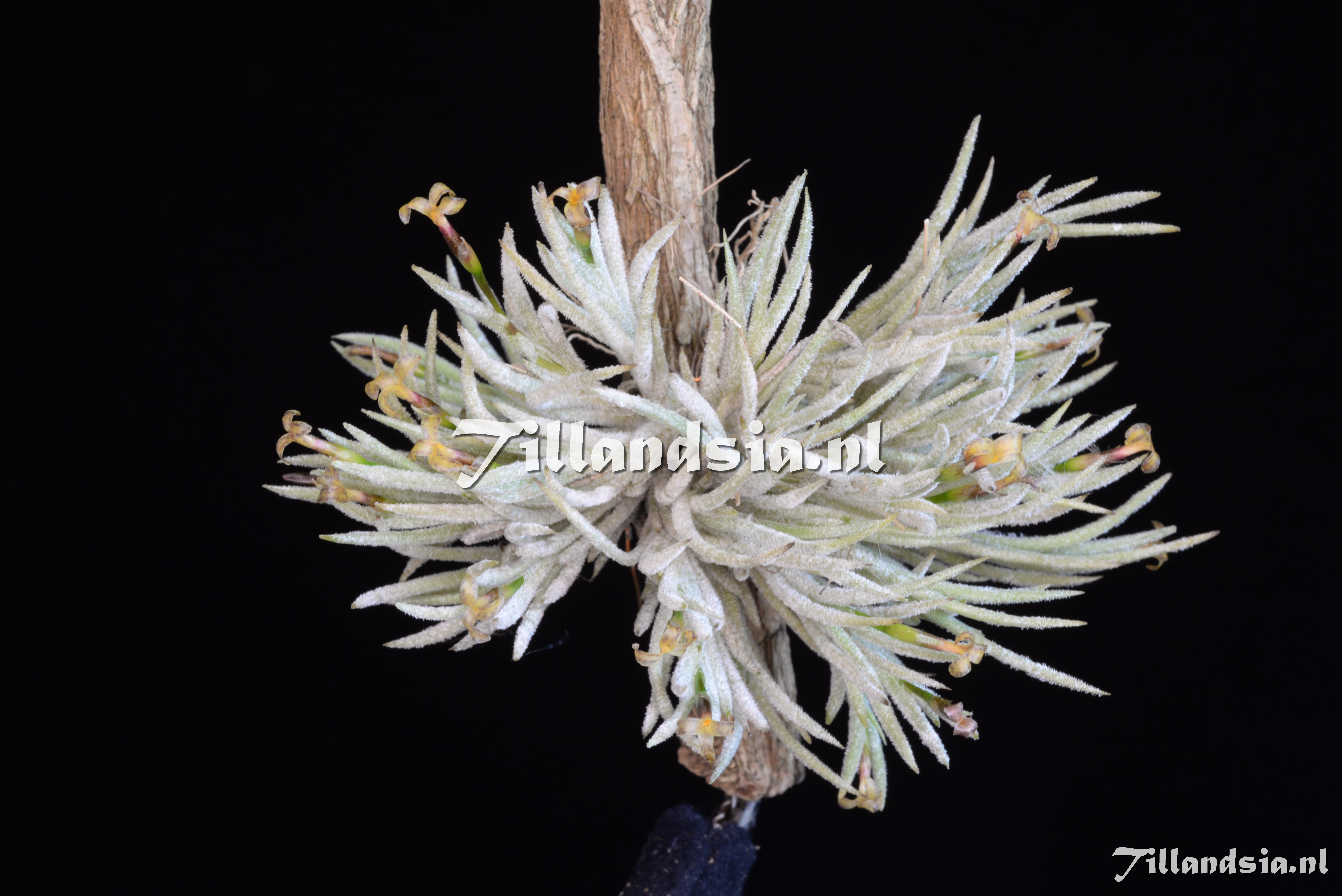3253 Tillandsia virescens