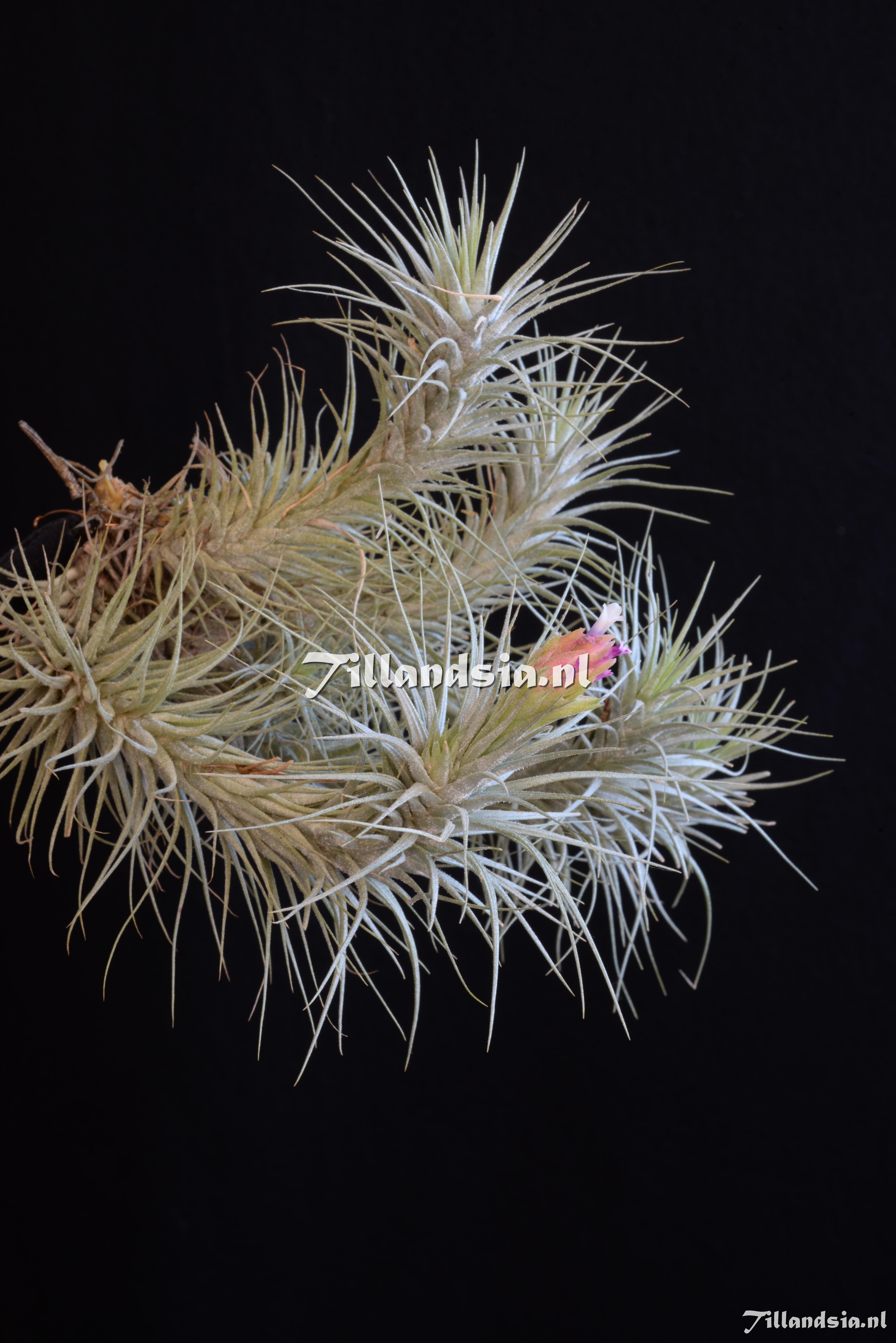 3255 Tillandsia heteromorpha