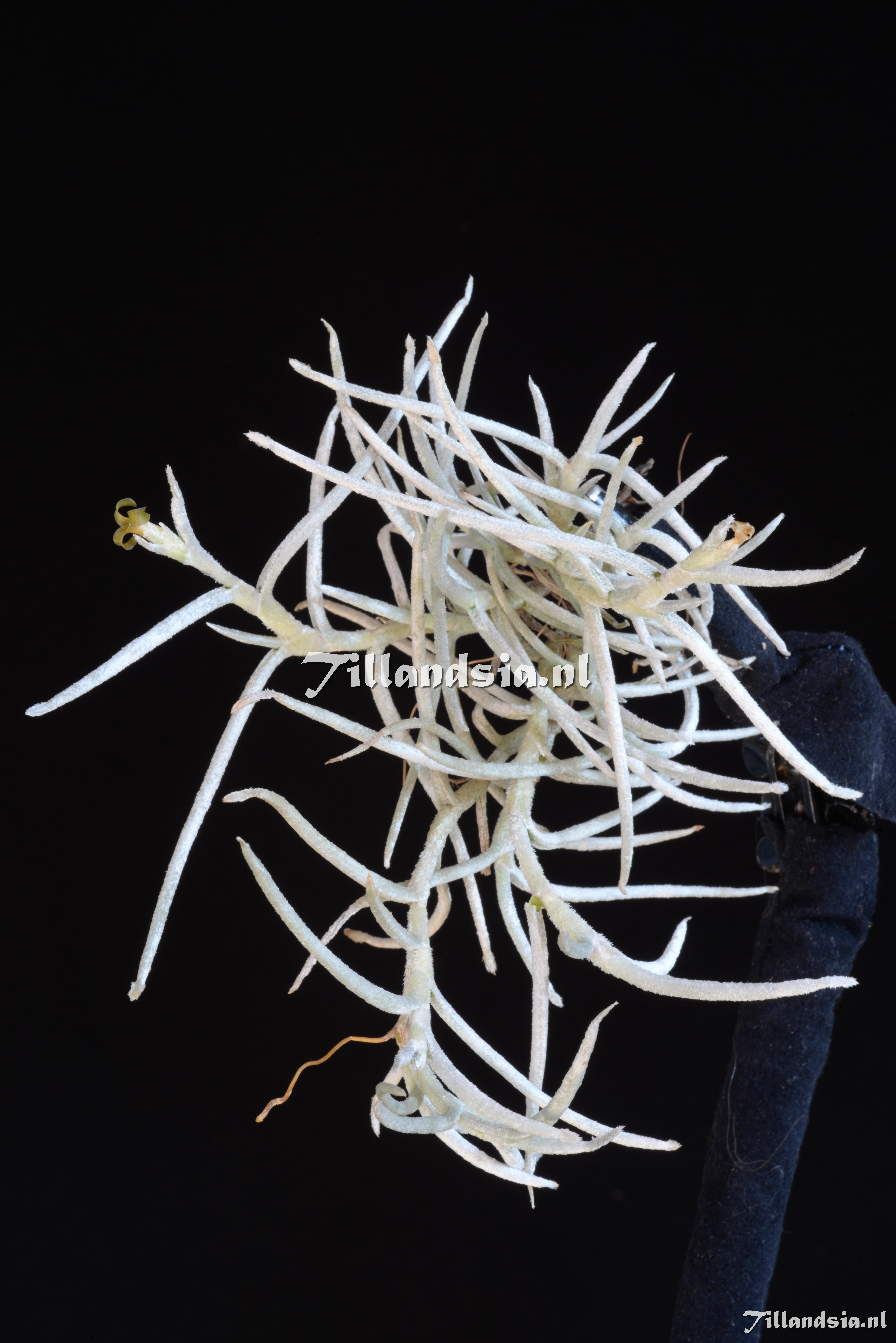 3259 Tillandsia mollis