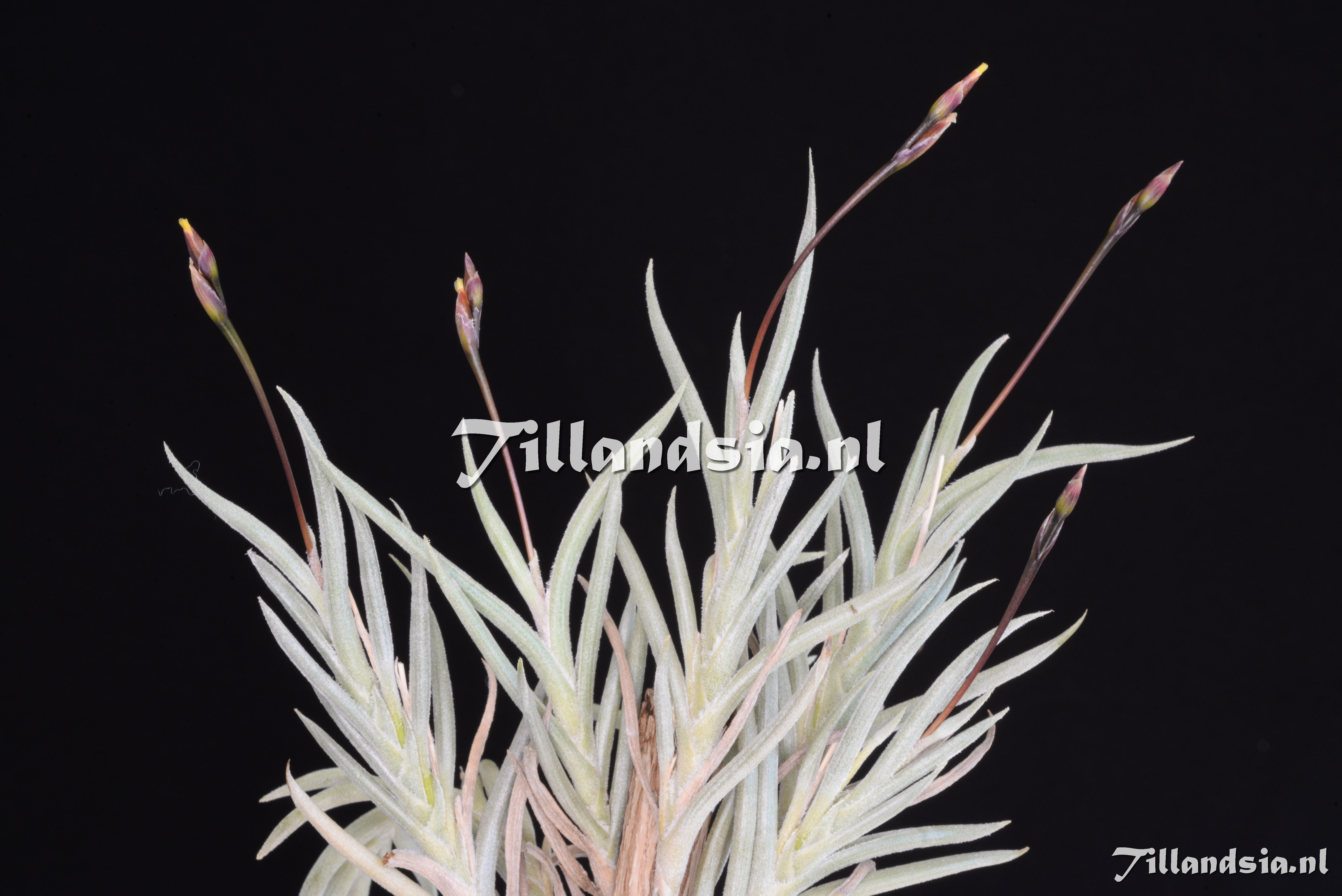 3269 Tillandsia cf. castellanii