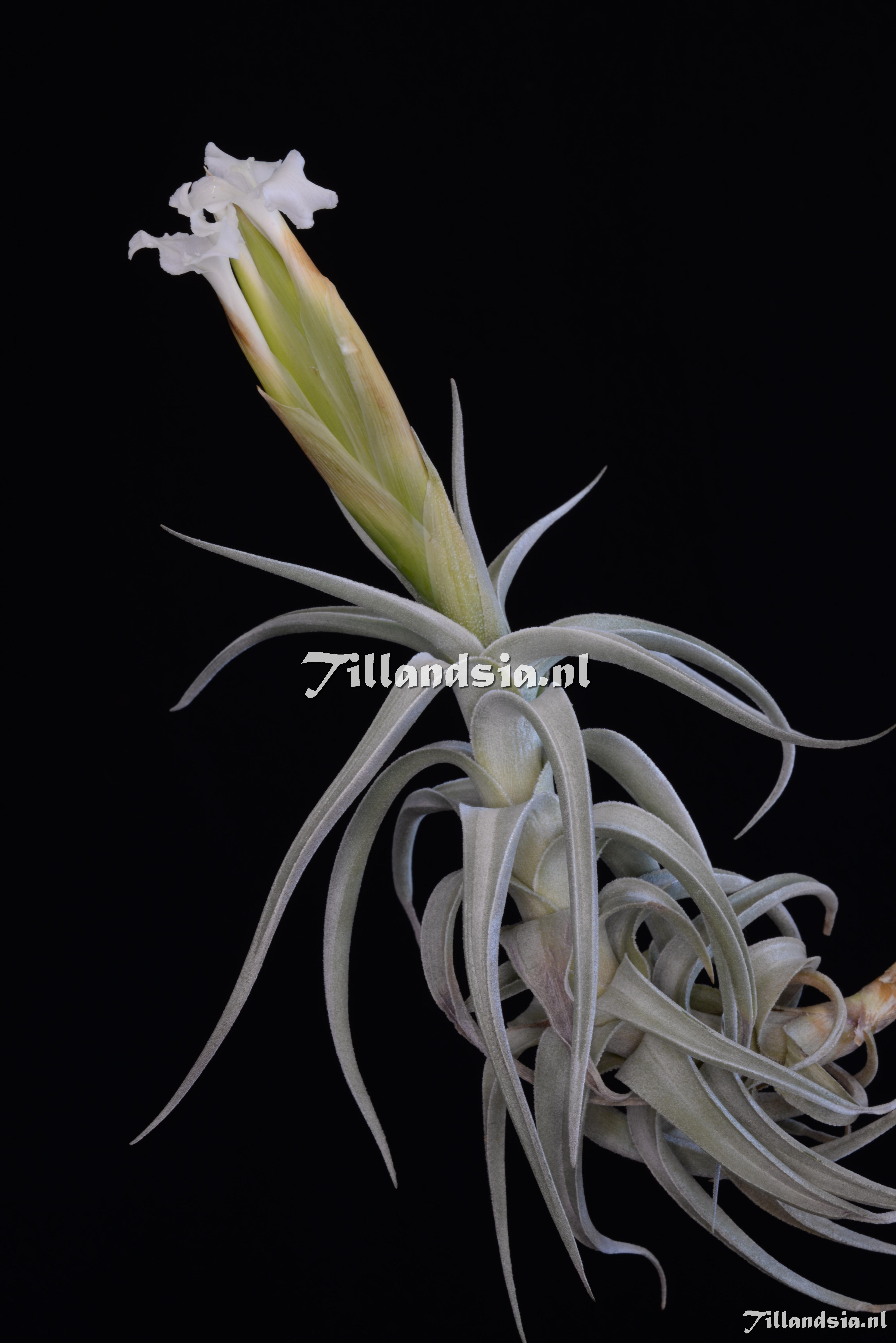 3281 Tillandsia xiphioides Padilla