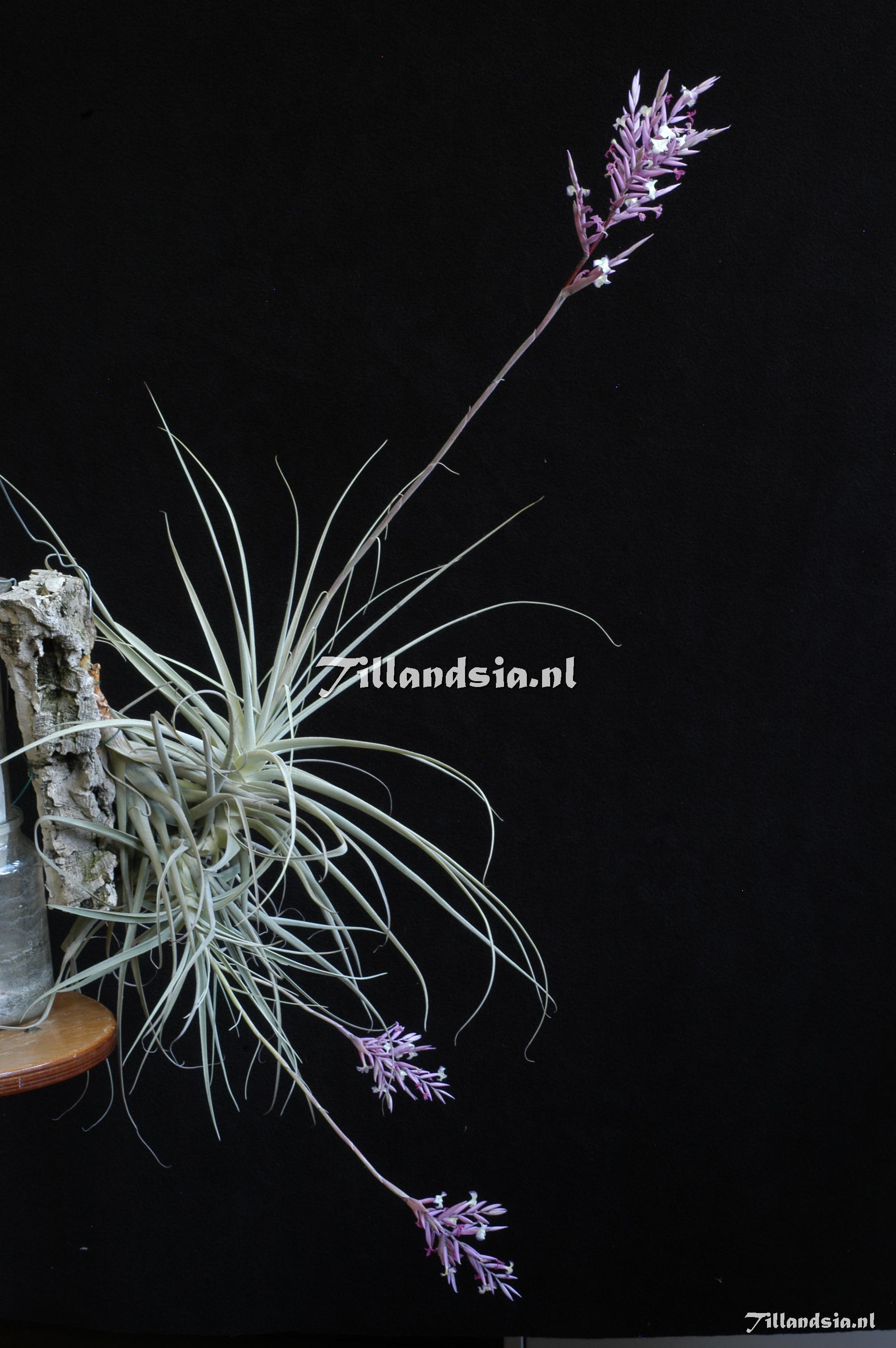 3315 Tillandsia straminea