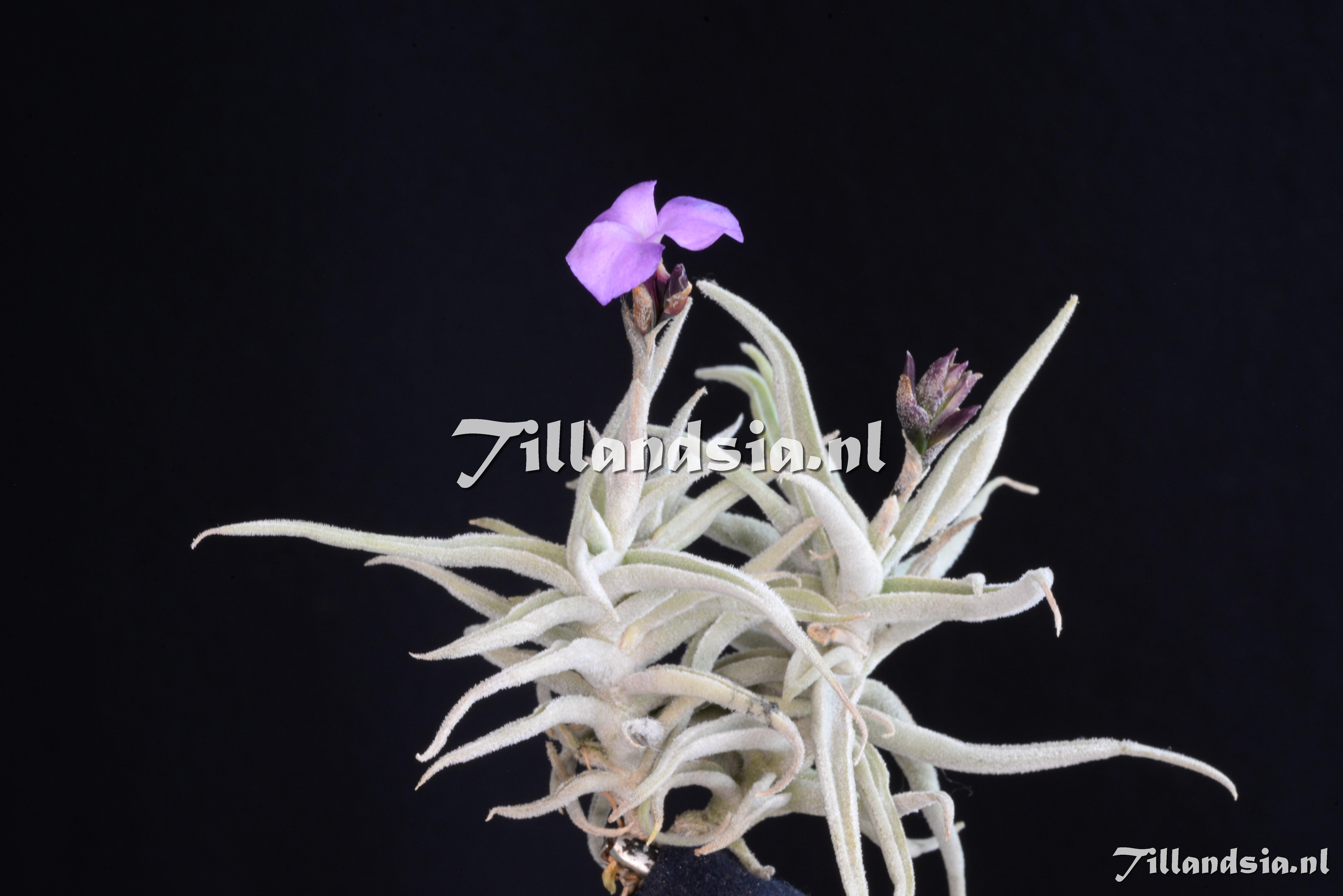 3345 Tillandsia paleacea mini