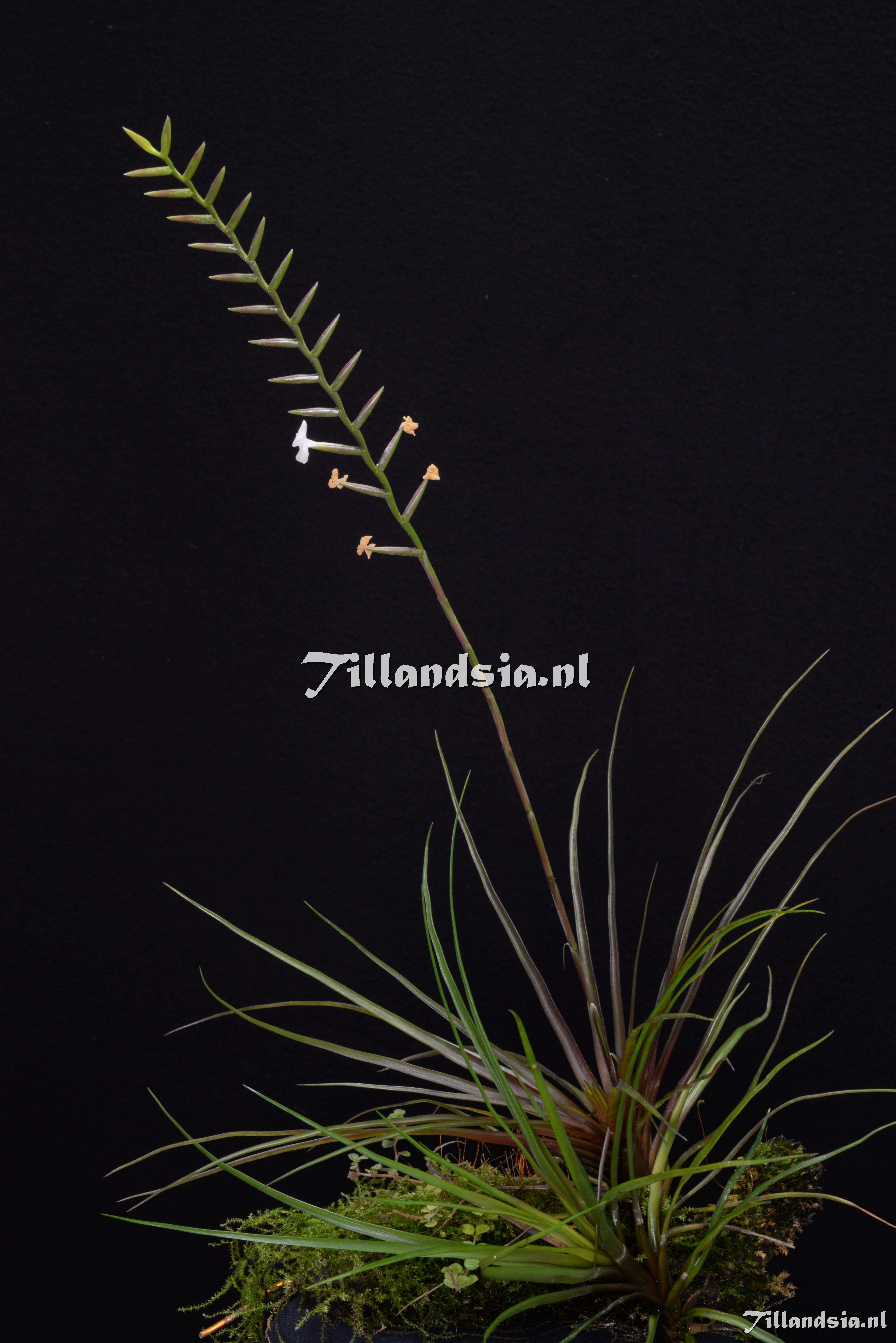 3361 Lemeltonia narthecioides