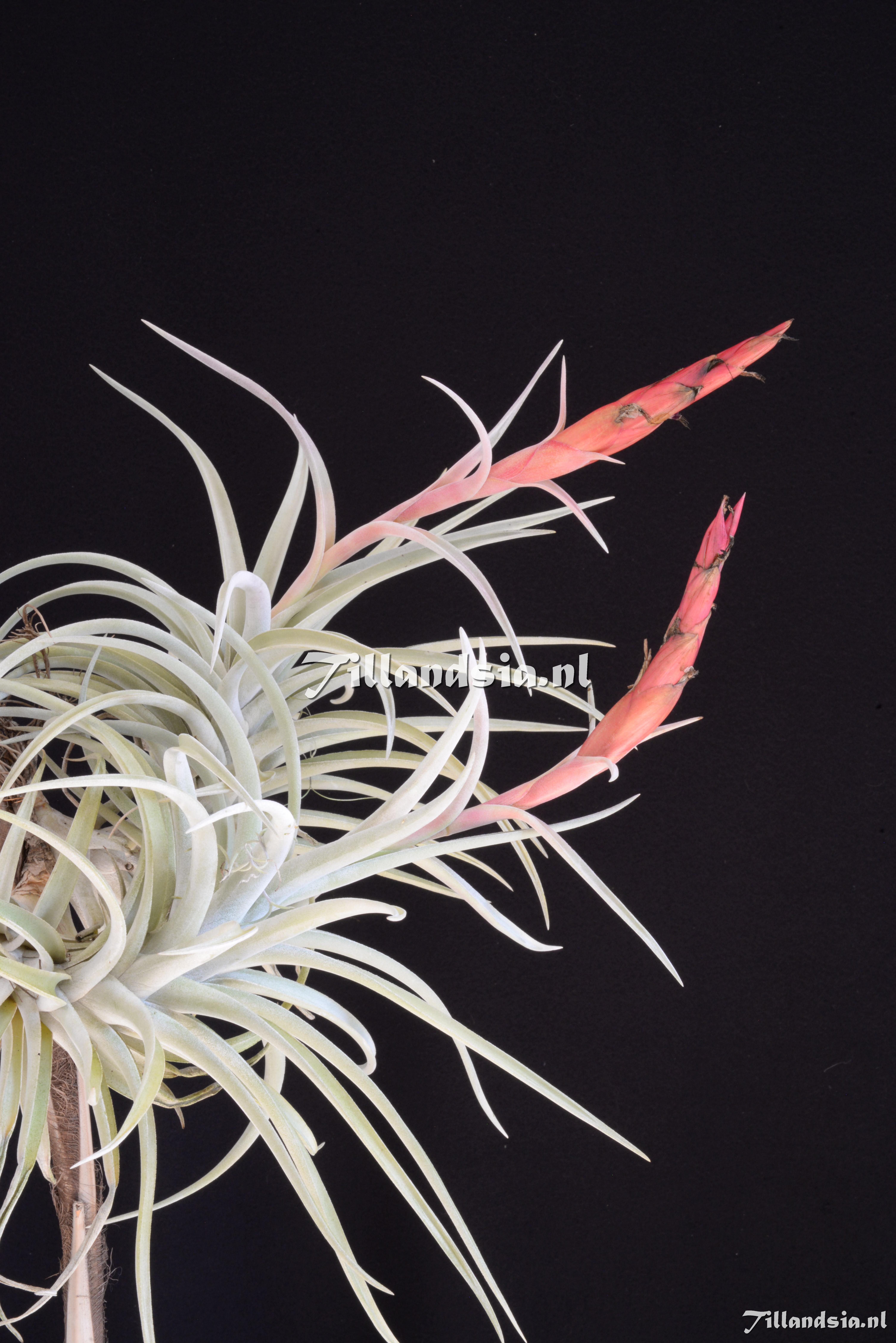 3371 Tillandsia harrisii