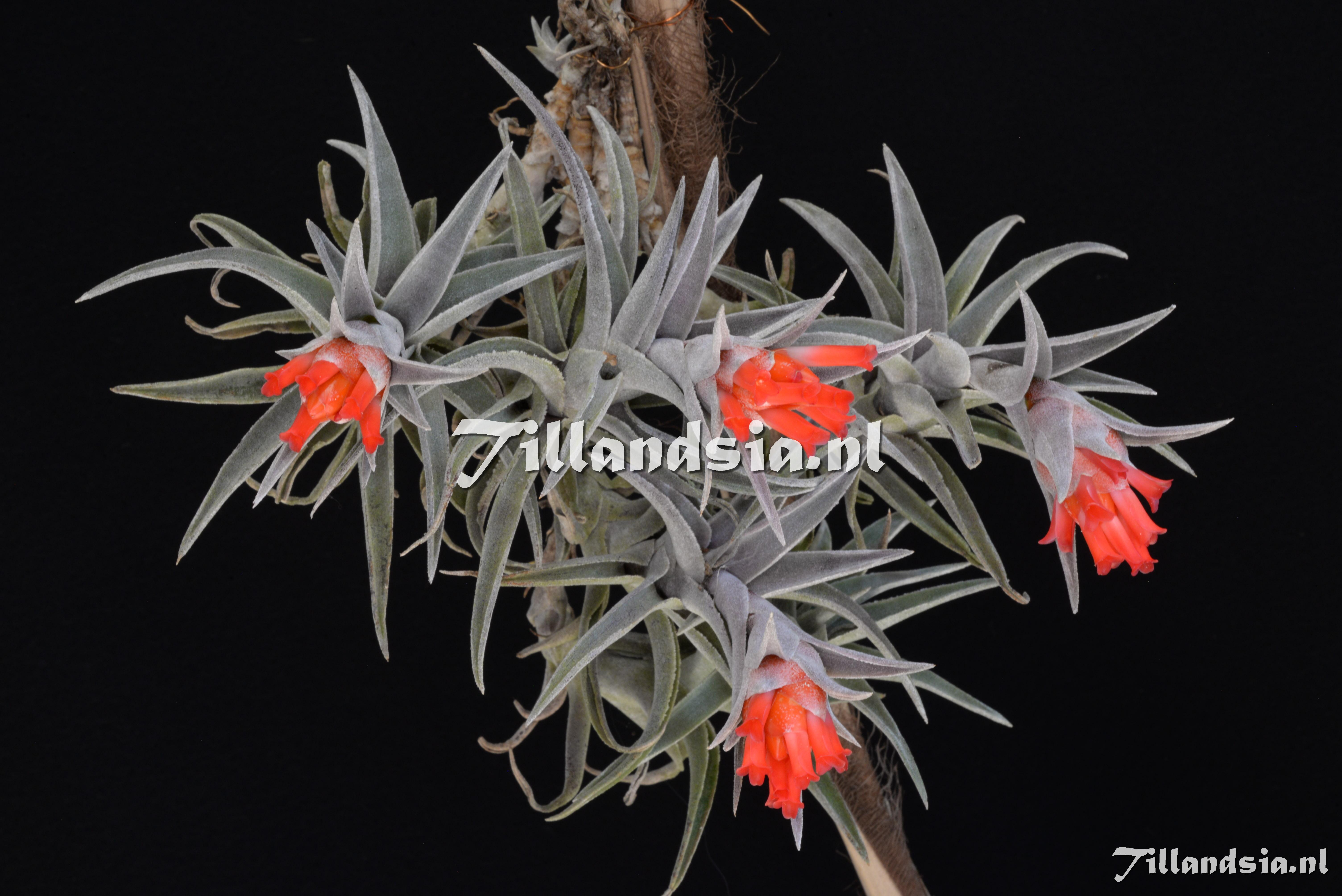3375 Tillandsia edithae (large form)