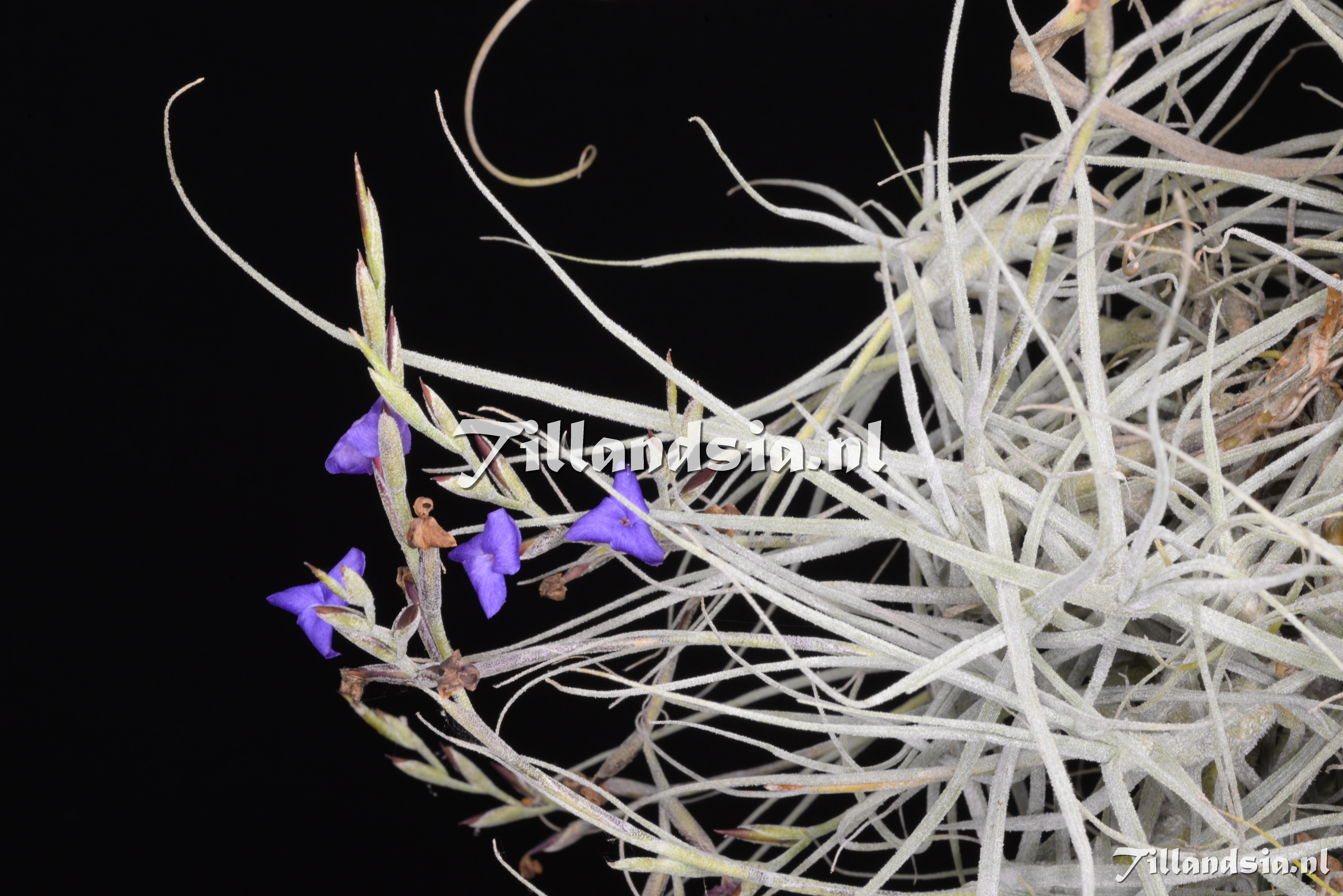 3380 Tillandsia caerulea