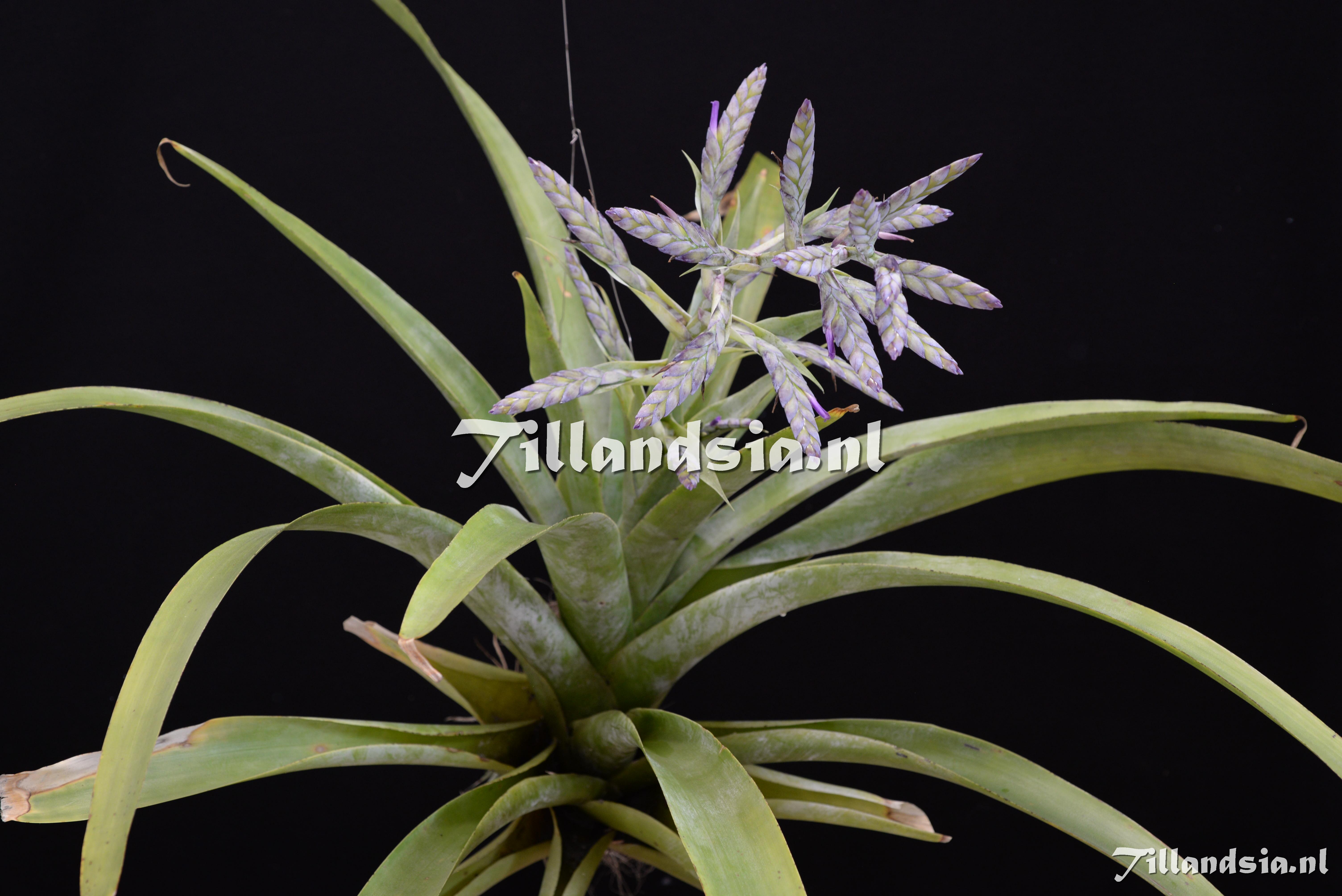 3419 Tillandsia cf. lymanii