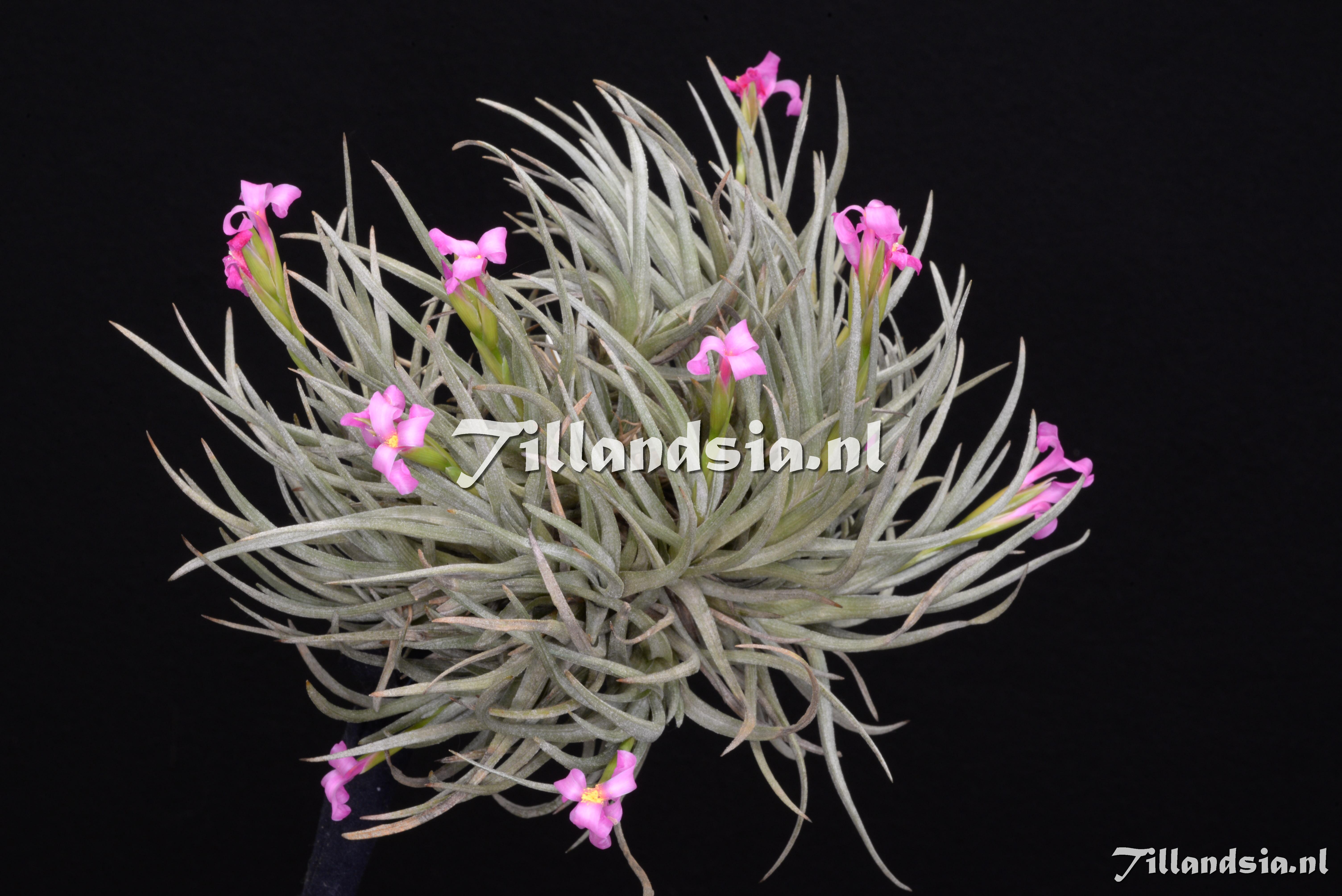 3434 Tillandsia argentina