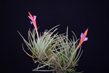 3480. Tillandsia dura - Click to see all images 3480 Tillandsia dura