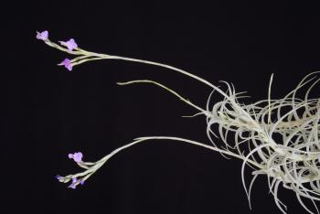 3484. Tillandsia jequiensis - Click to see all images 3484 Tillandsia jequiensis