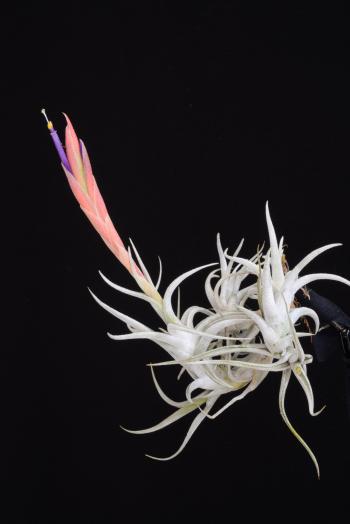 3488. Tillandsia mitlaensis var. tulensis - Click to see all images 3488 Tillandsia mitlaensis var. tulensis