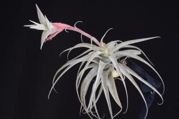 3491. Tillandsia latifolia vivipara - Click to see all images 3491 Tillandsia latifolia vivipara