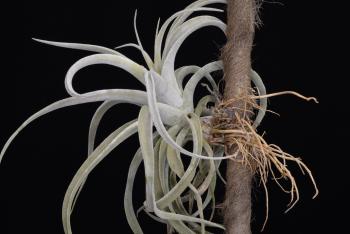 3496. Tillandsia latifolia var leucophylla - Click to see all images 3496 Tillandsia latifolia var leucophylla