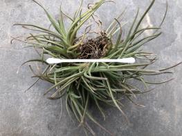 3498. Tillandsia albertiana (mini compact) - Click to see all images 3498 Tillandsia albertiana (mini compact)