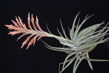 3499. Tillandsia didisticha - Click to see all images 3499 Tillandsia didisticha