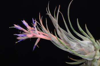 3504. Tillandsia seleriana (big horn) - Click to see all images 3504 Tillandsia seleriana (big horn)