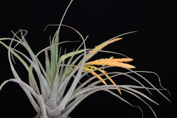 3512. Tillandsia barthlottii - Click to see all images 3512 Tillandsia barthlottii
