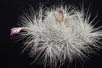 3515. Tillandsia tectorum f. gigantea - Click to see all images 3515 Tillandsia tectorum f. gigantea