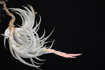 3518. Tillandsia mitlaensis - Click to see all images 3518 Tillandsia mitlaensis