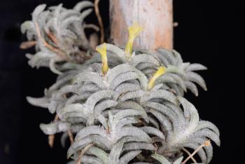 3519. Tillandsia capillaris - Click to see all images 3519 Tillandsia capillaris