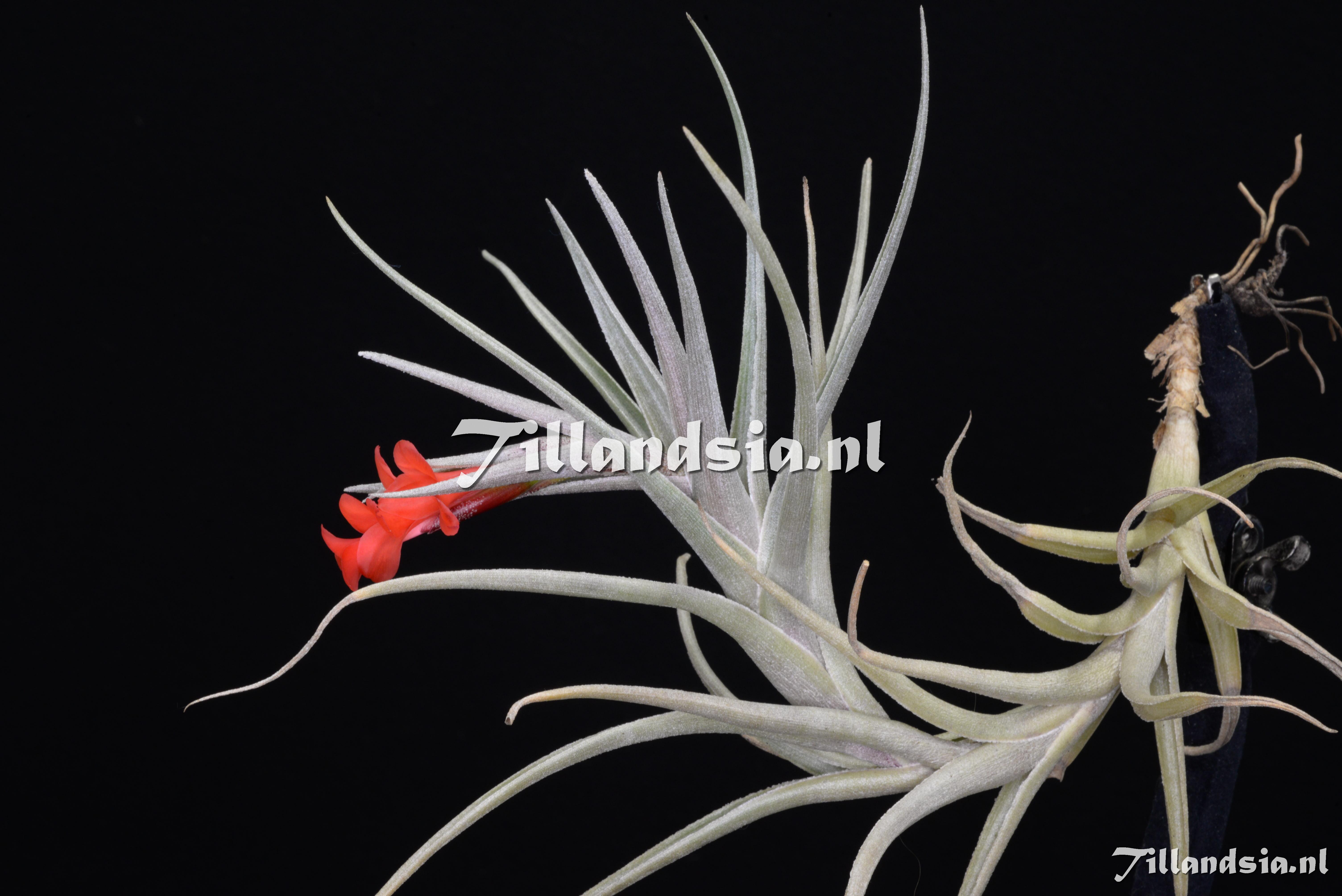 3521 Tillandsia albertiana x edithae (like T. 