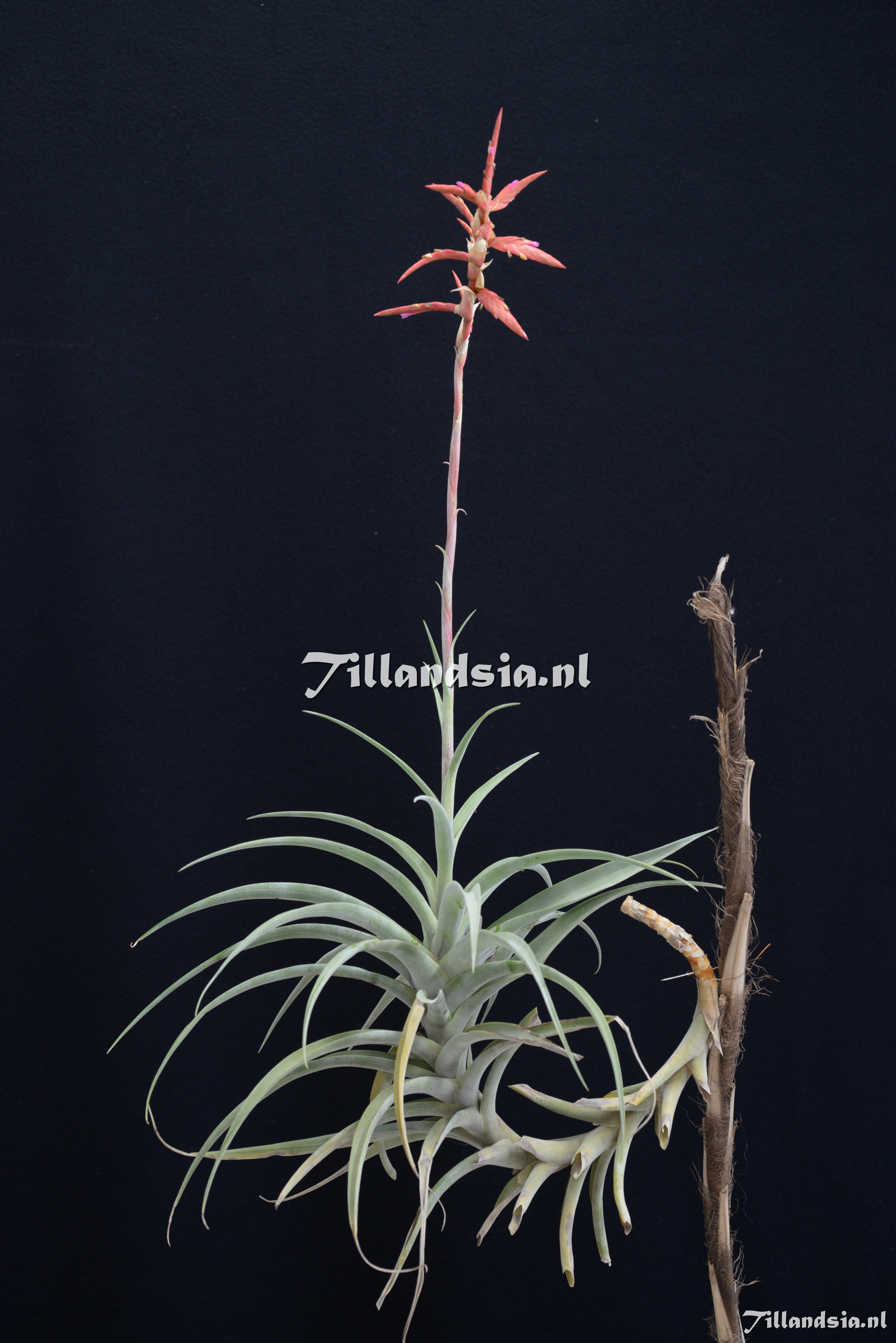 3536 Tillandsia divaricata