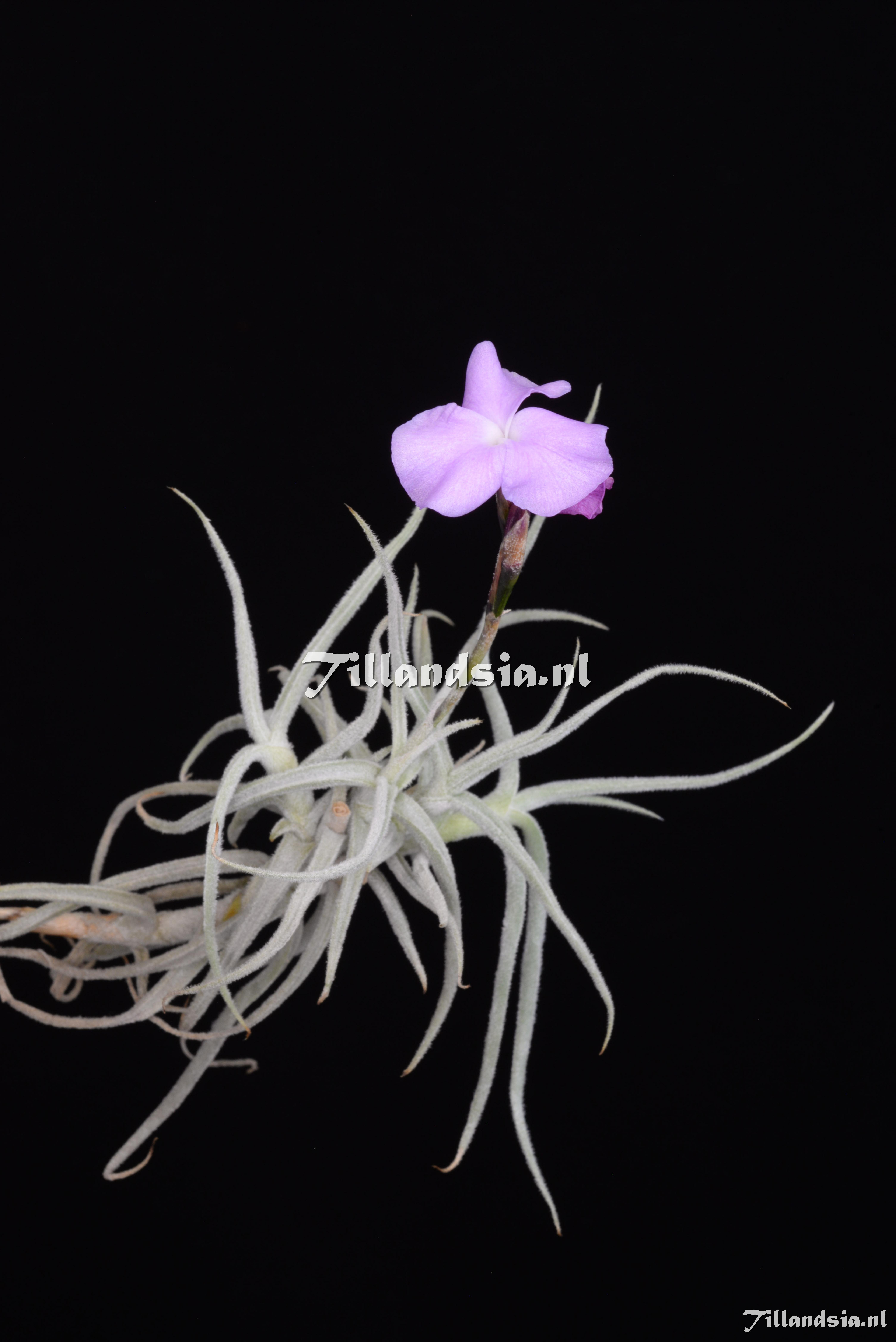 3540 Tillandsia paleacea subsp. apurimacensis