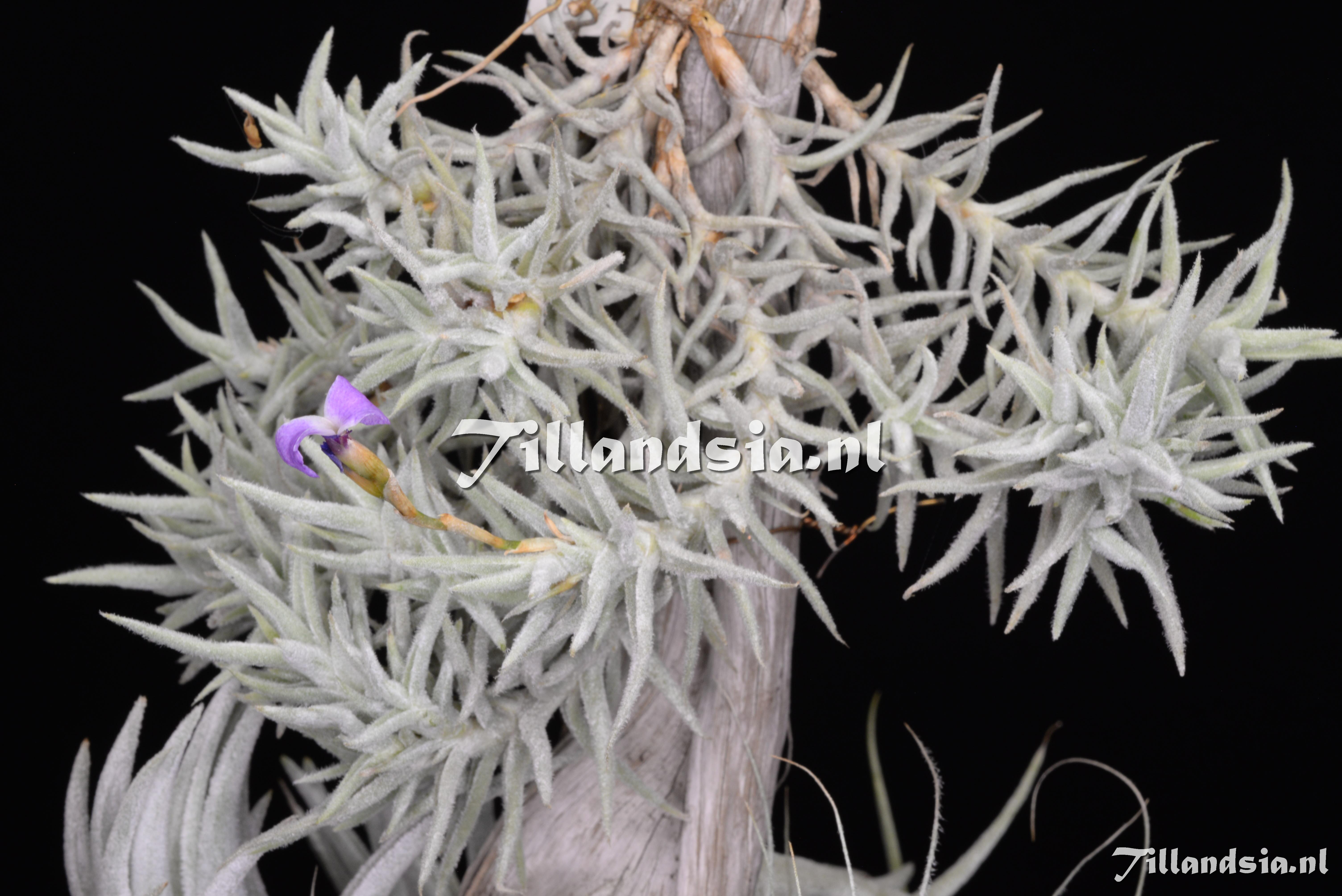 3542 Tillandsia paleacea 