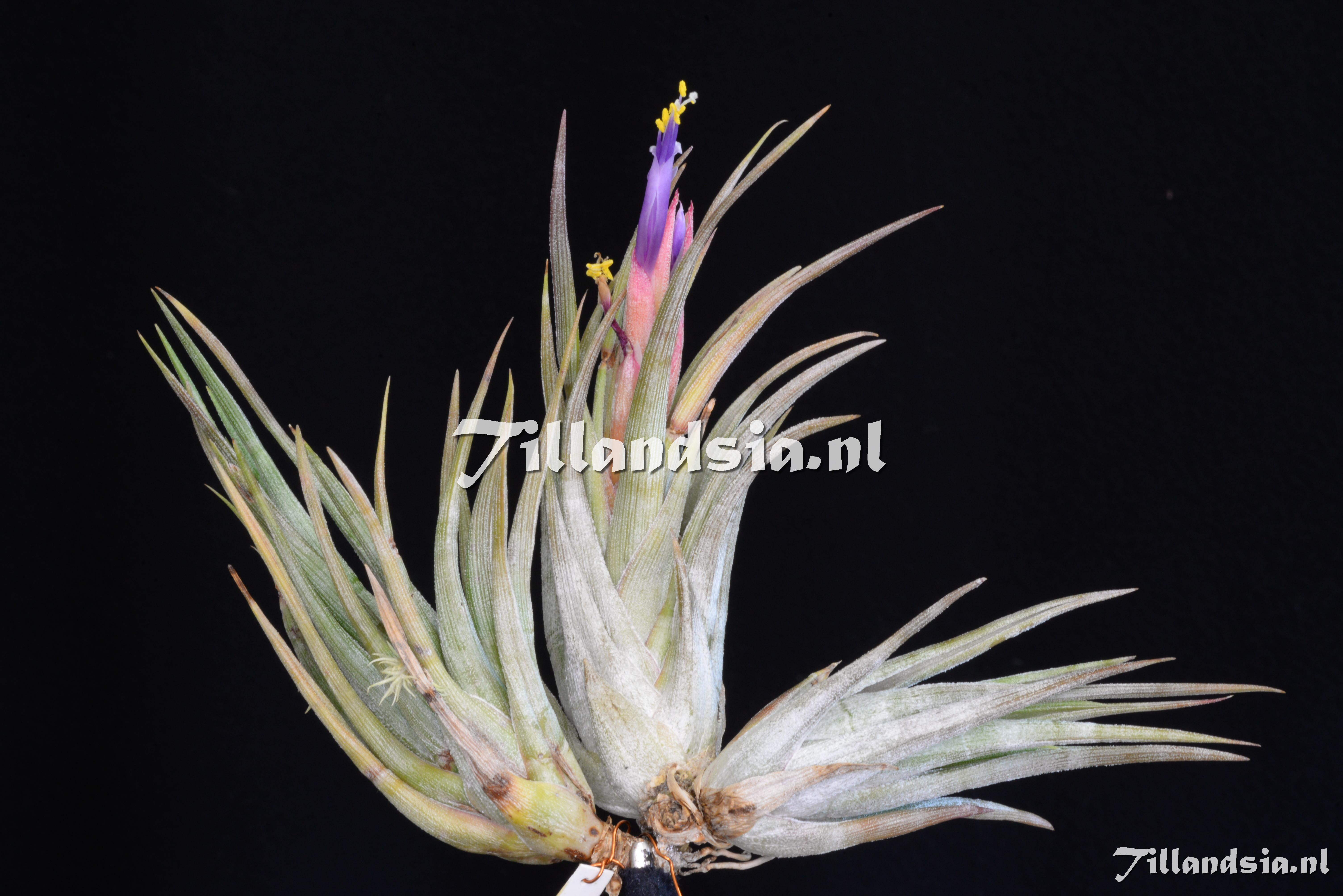 3555 Tillandsia circinnatoides