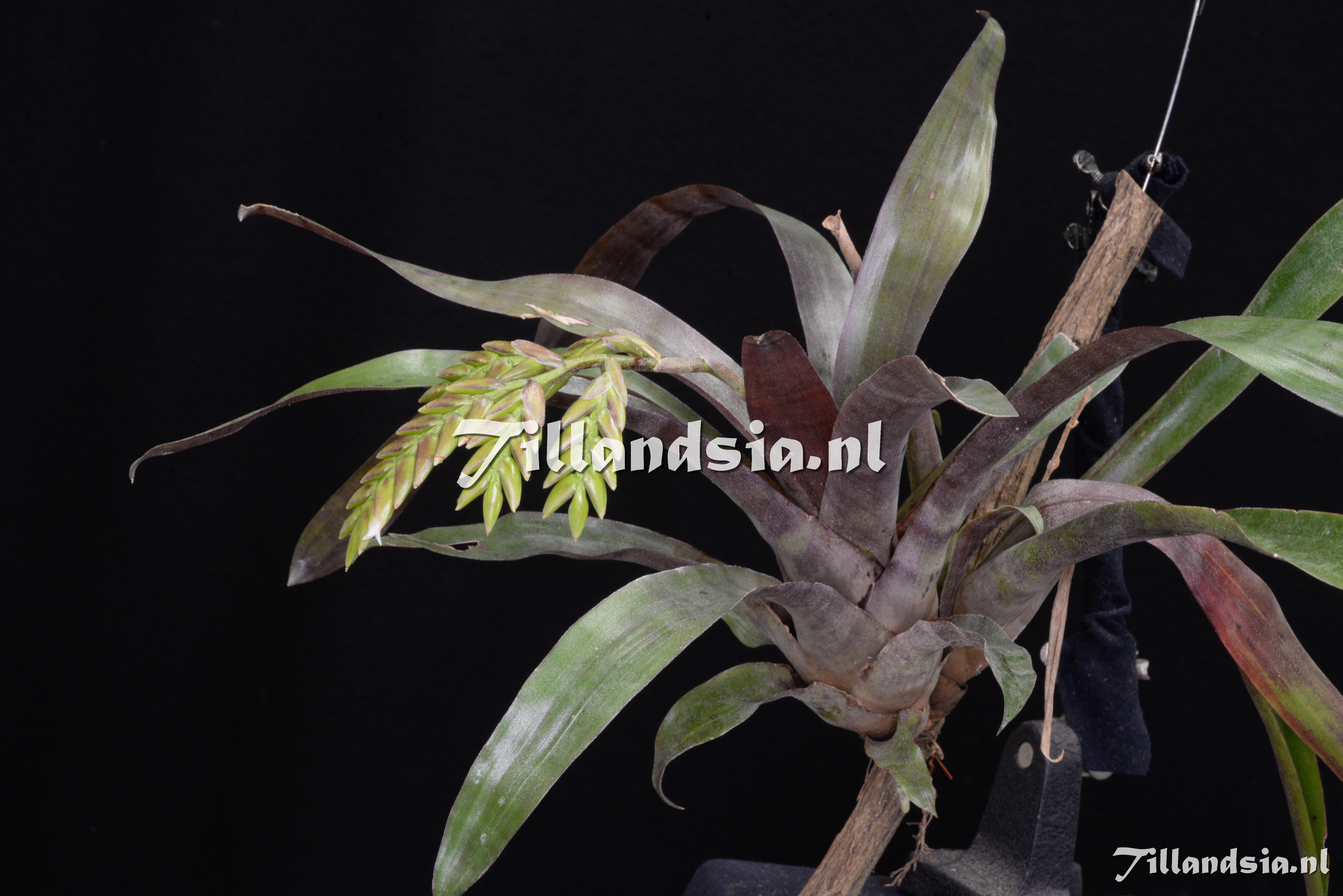 3566 Racinaea attenuatipetala