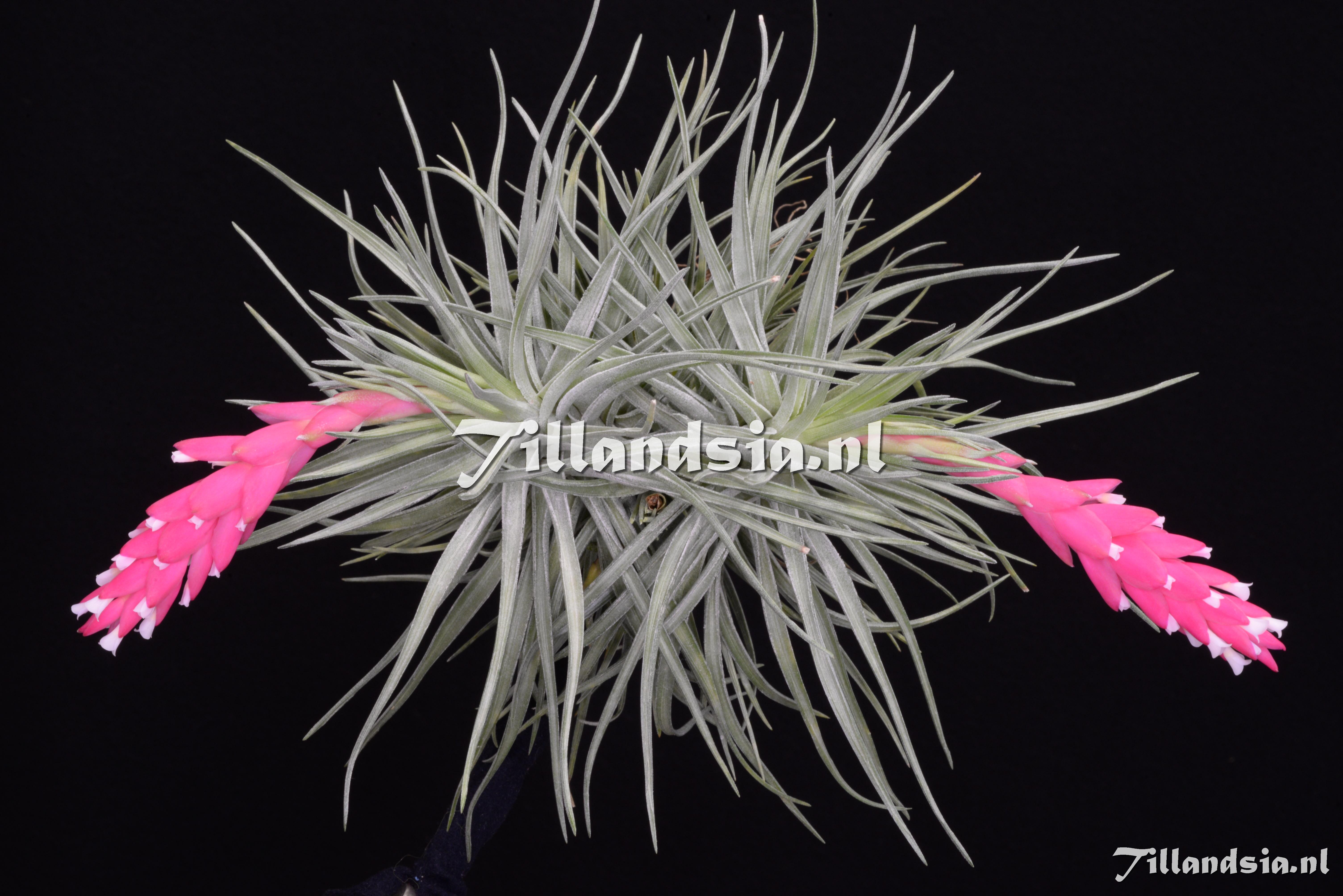 3586 Tillandsia recurvifolia x stricta?