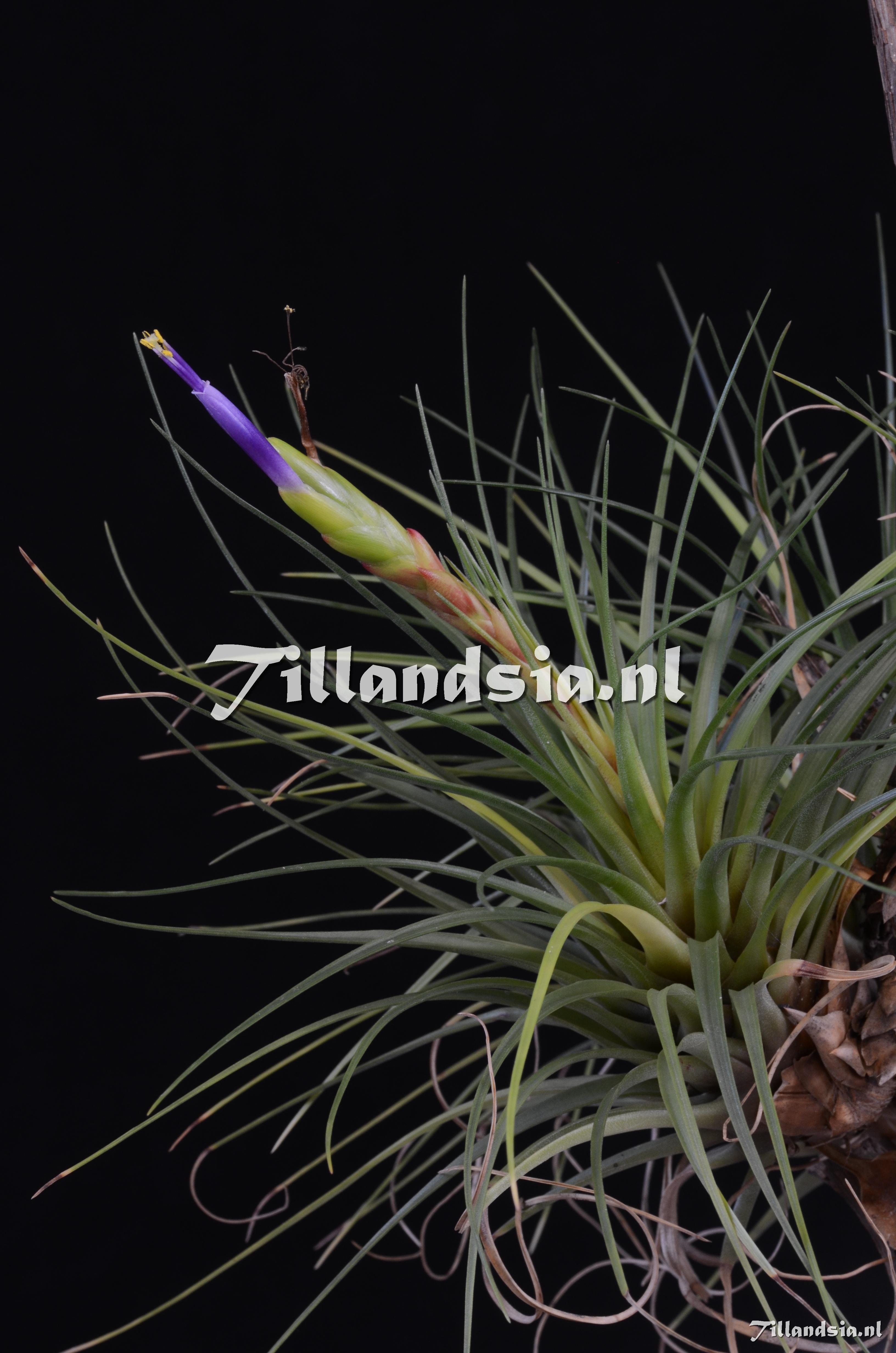 379 Tillandsia melanocrater