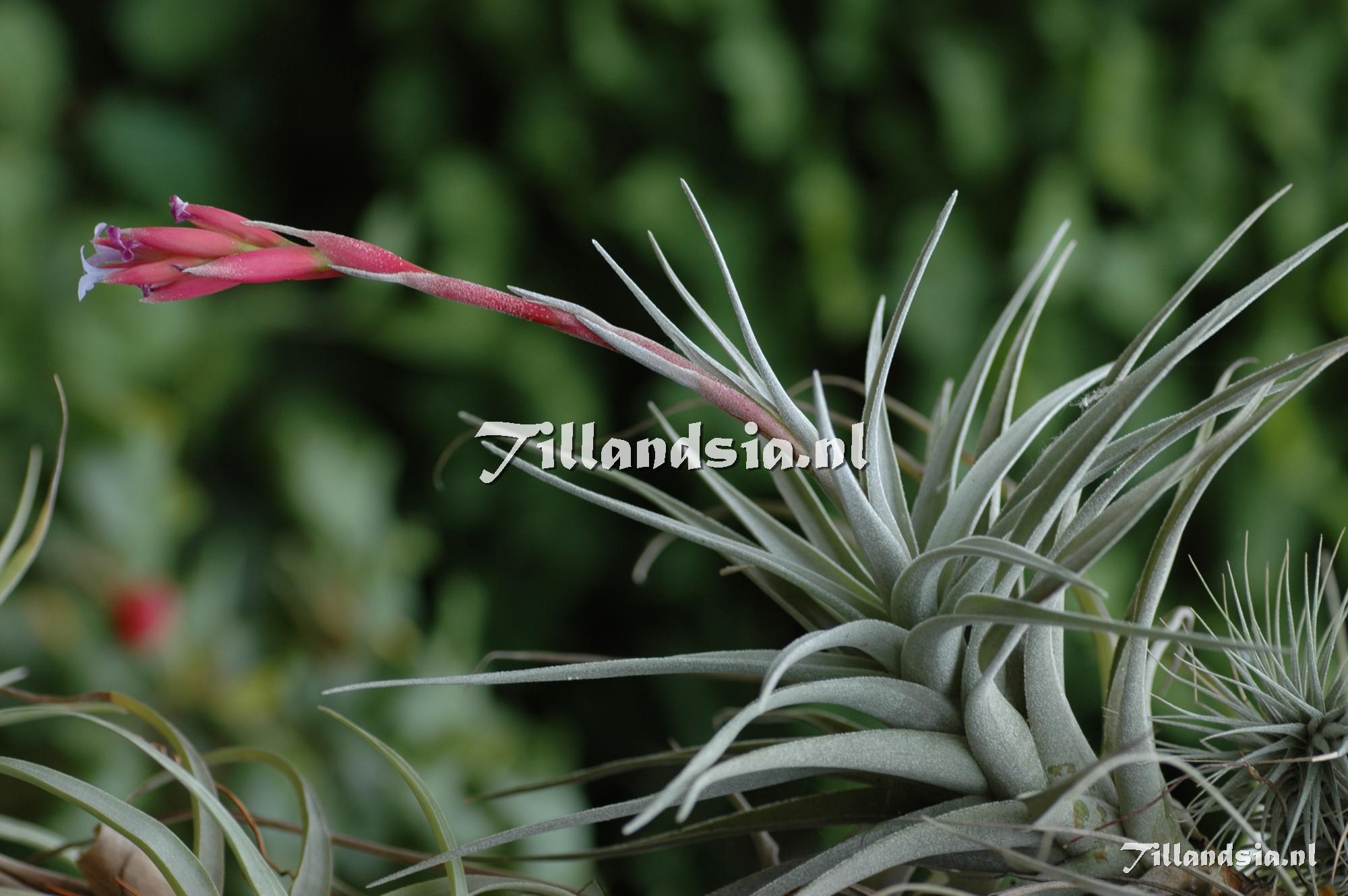 39 Tillandsia leonamiana