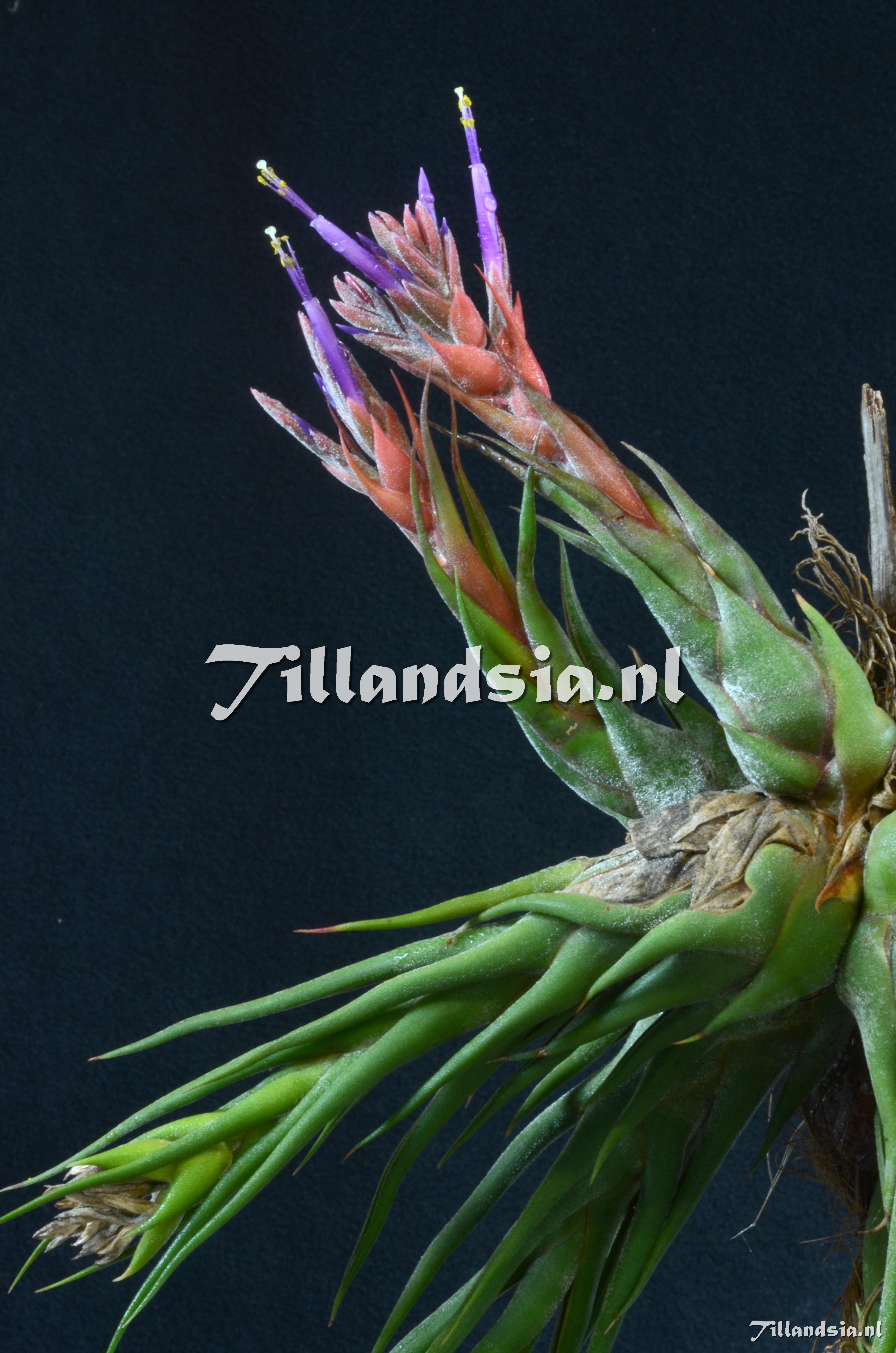 404 Tillandsia selleriana