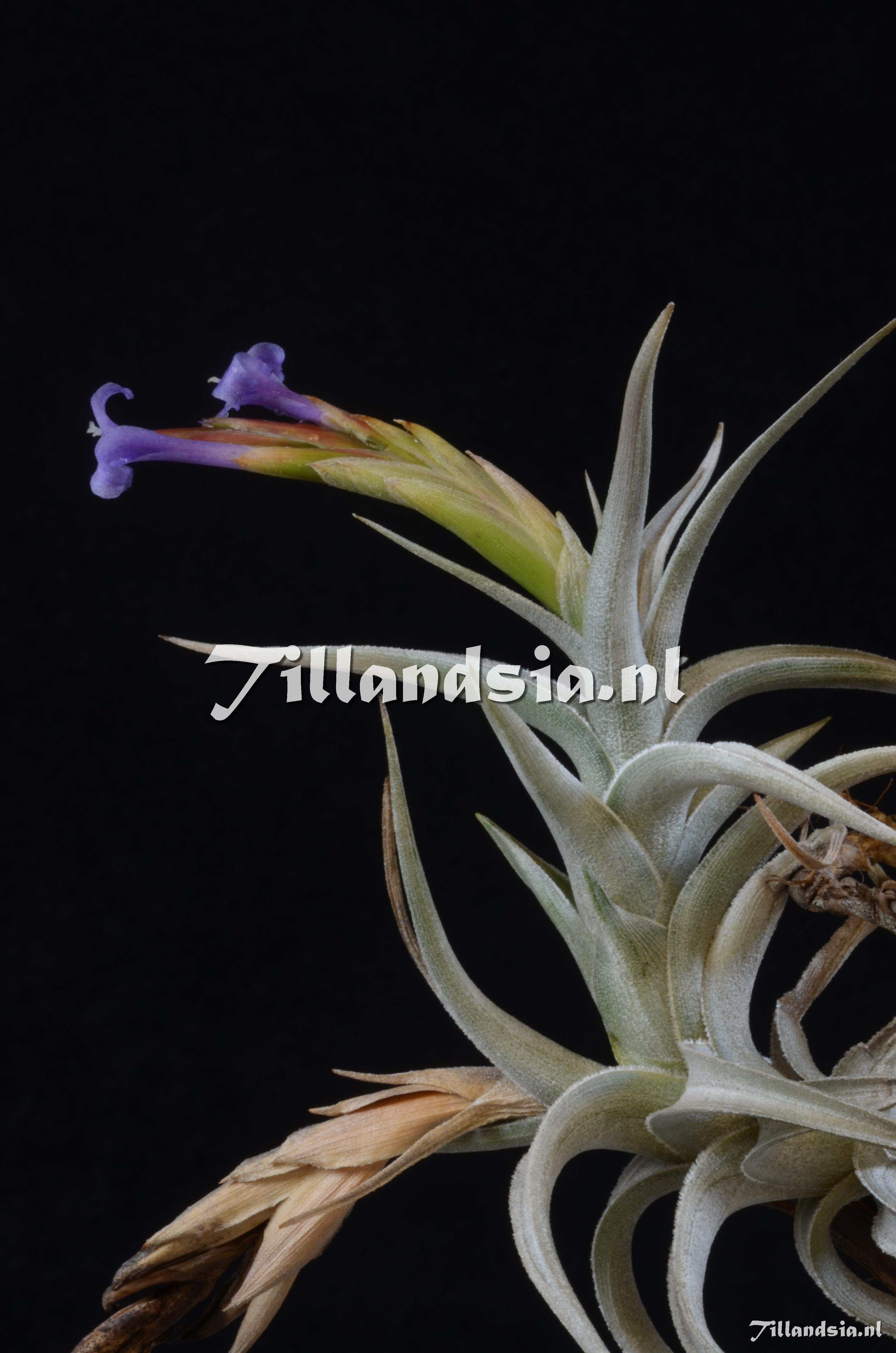 420 Tillandsia gerdae / cochabambae
