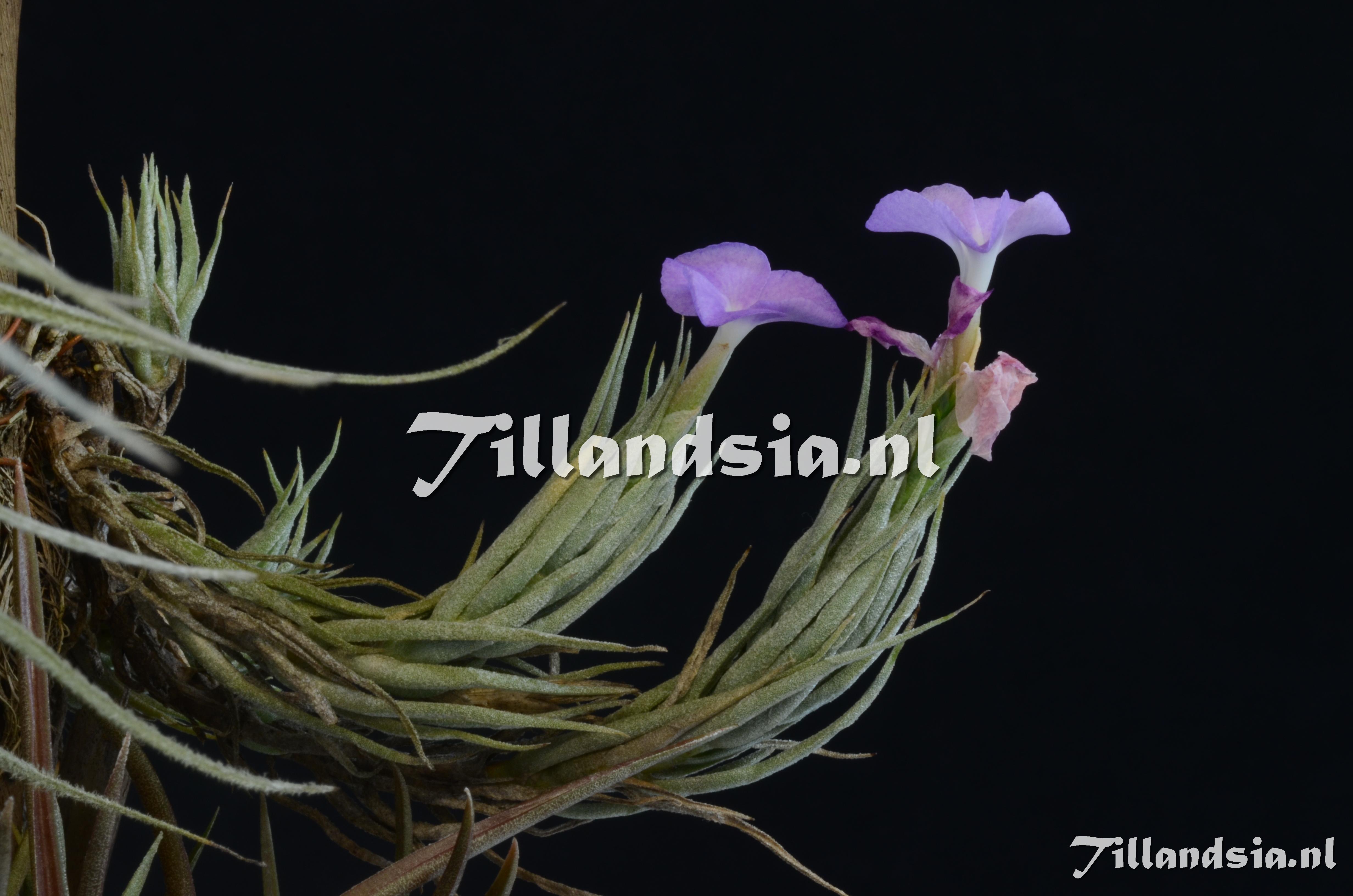 433 Tillandsia kirschnekii
