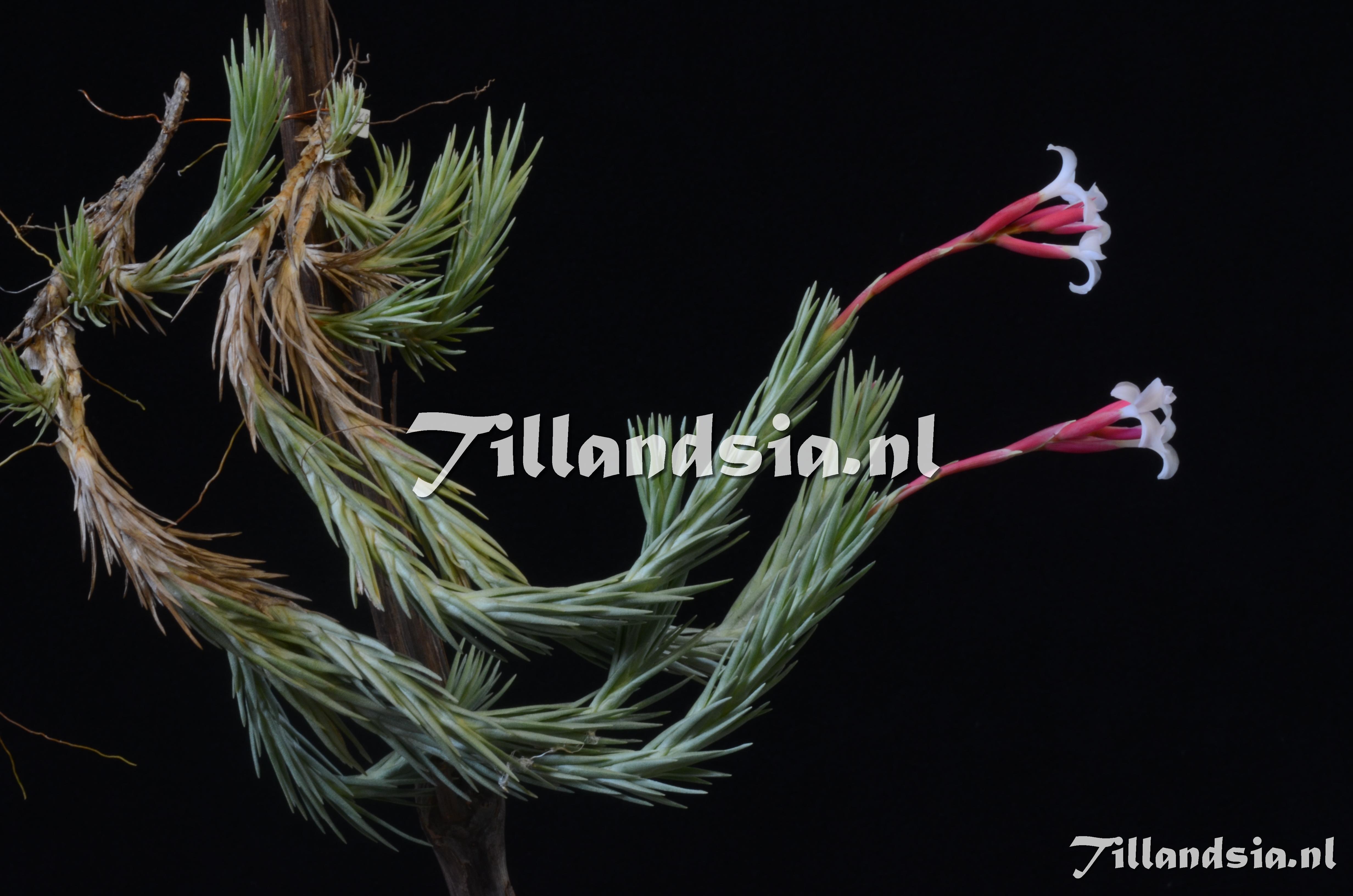 485 Tillandsia araujei