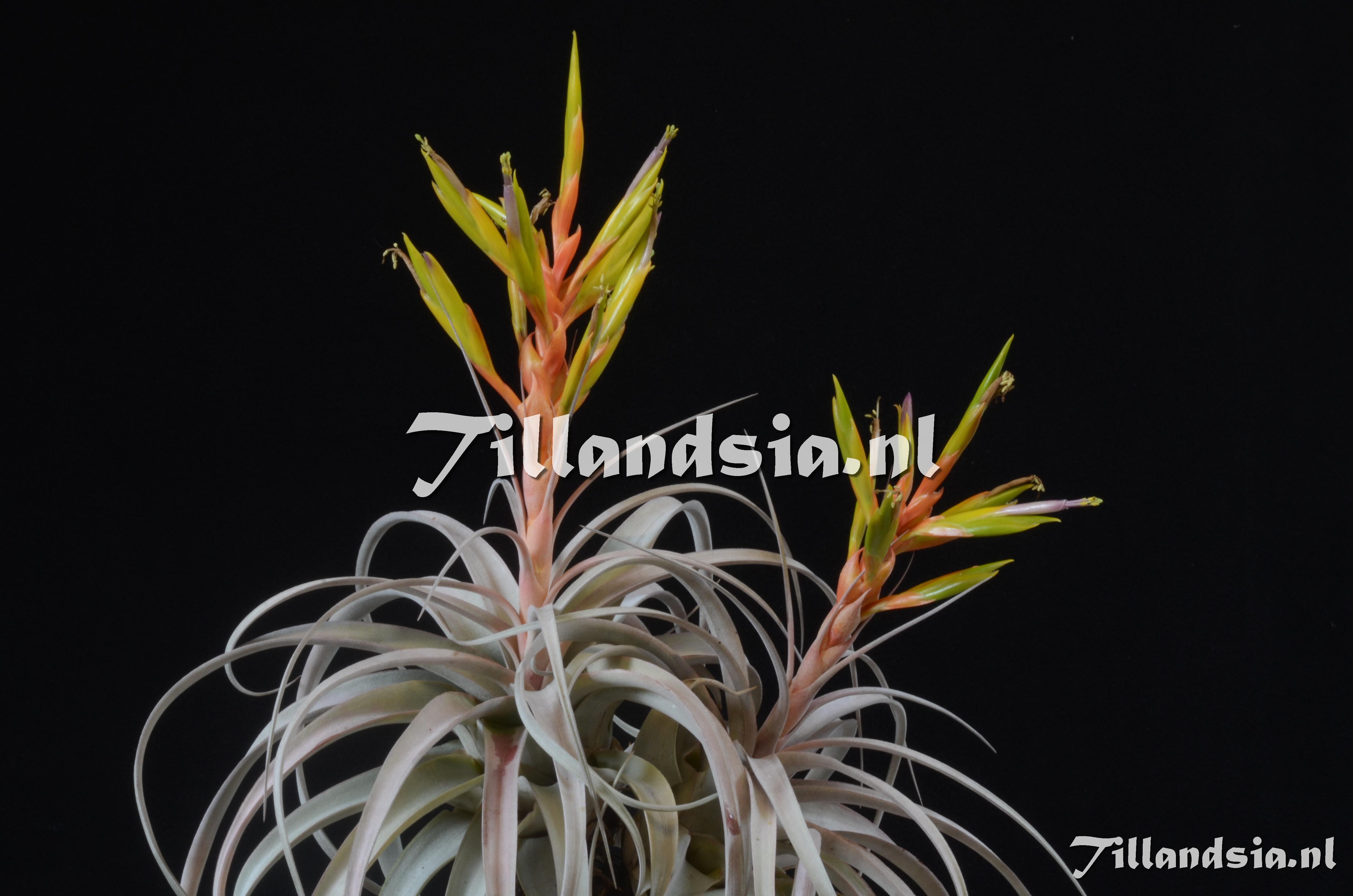 499 Tillandsia xerographica