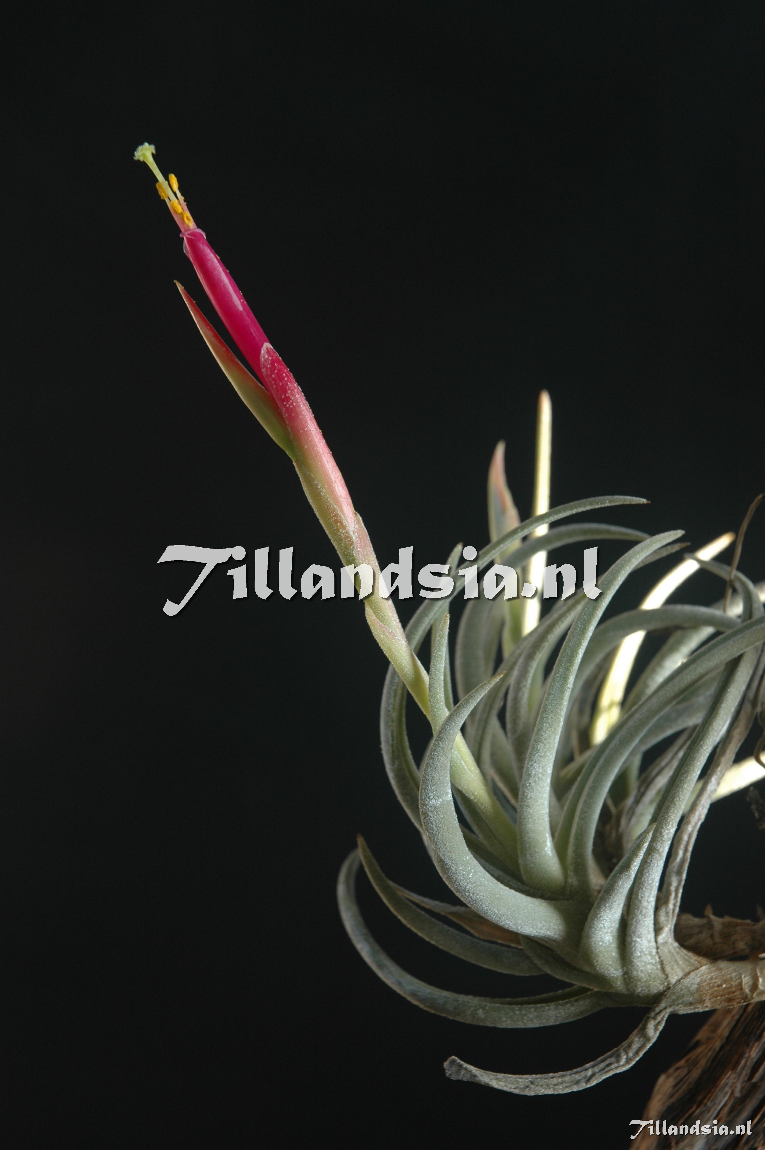 518 Tillandsia glabrior