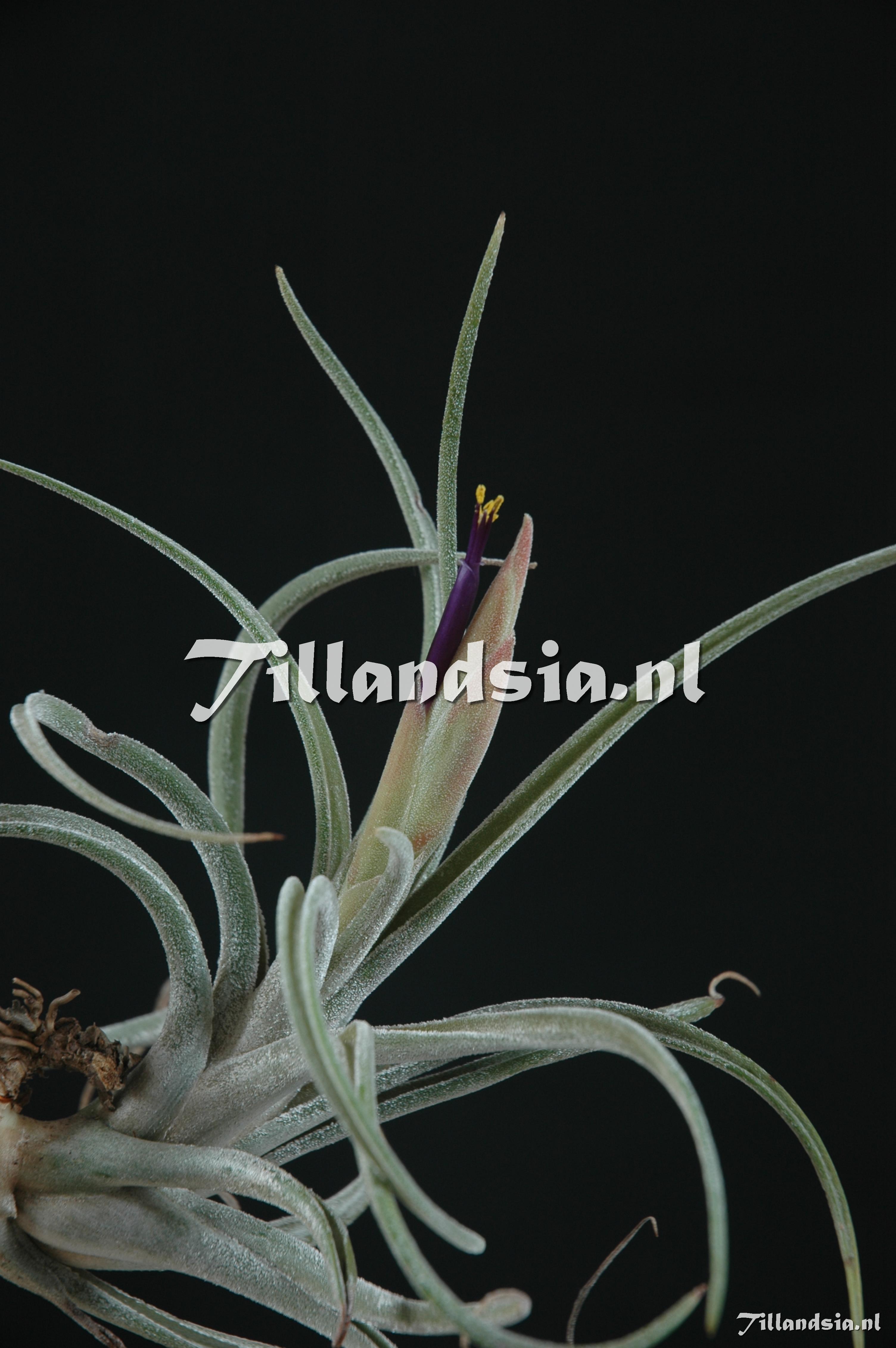 520 Tillandsia klausii