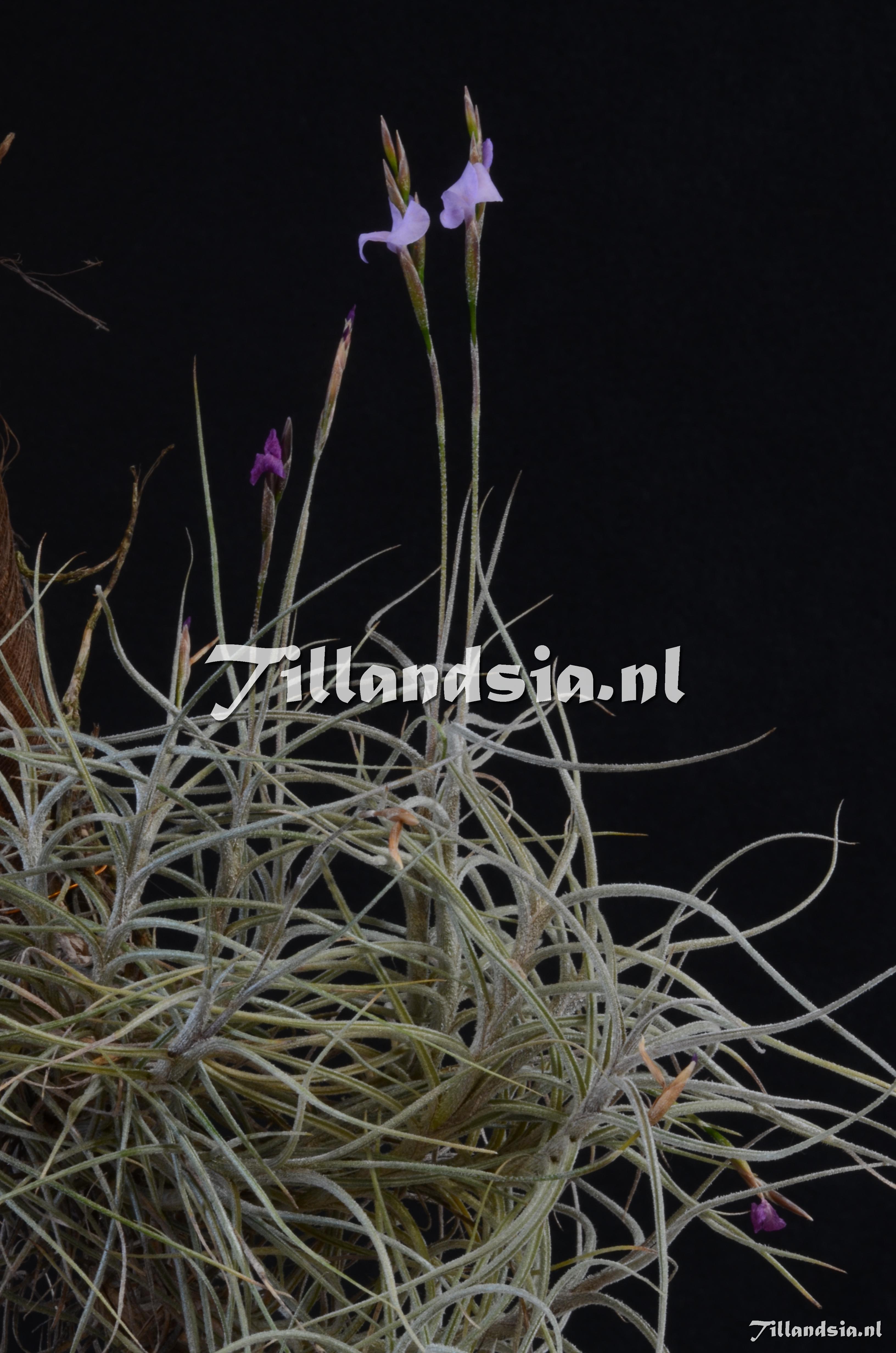 548 Tillandsia bandensis