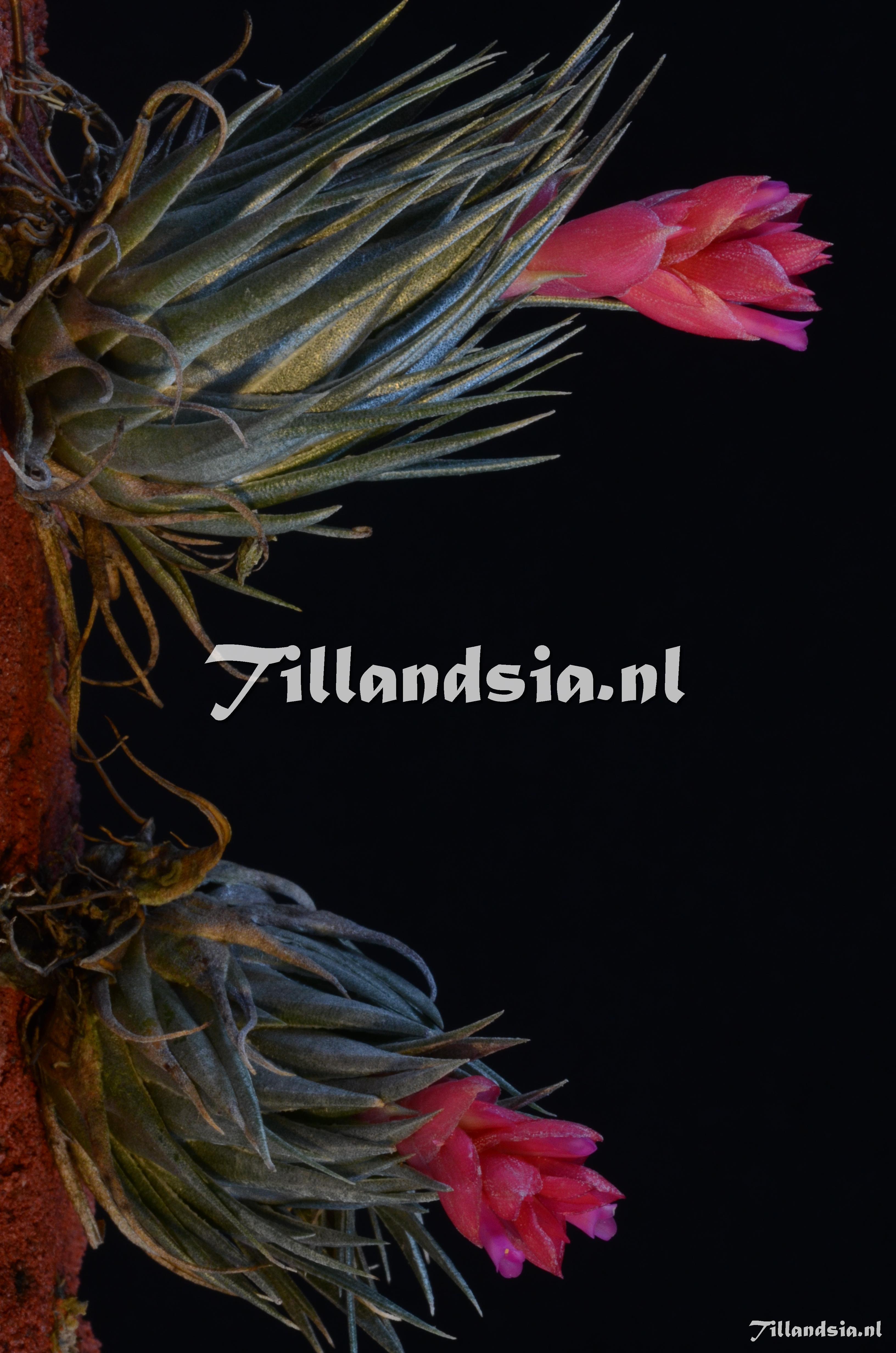 57 Tillandsia kautskyi