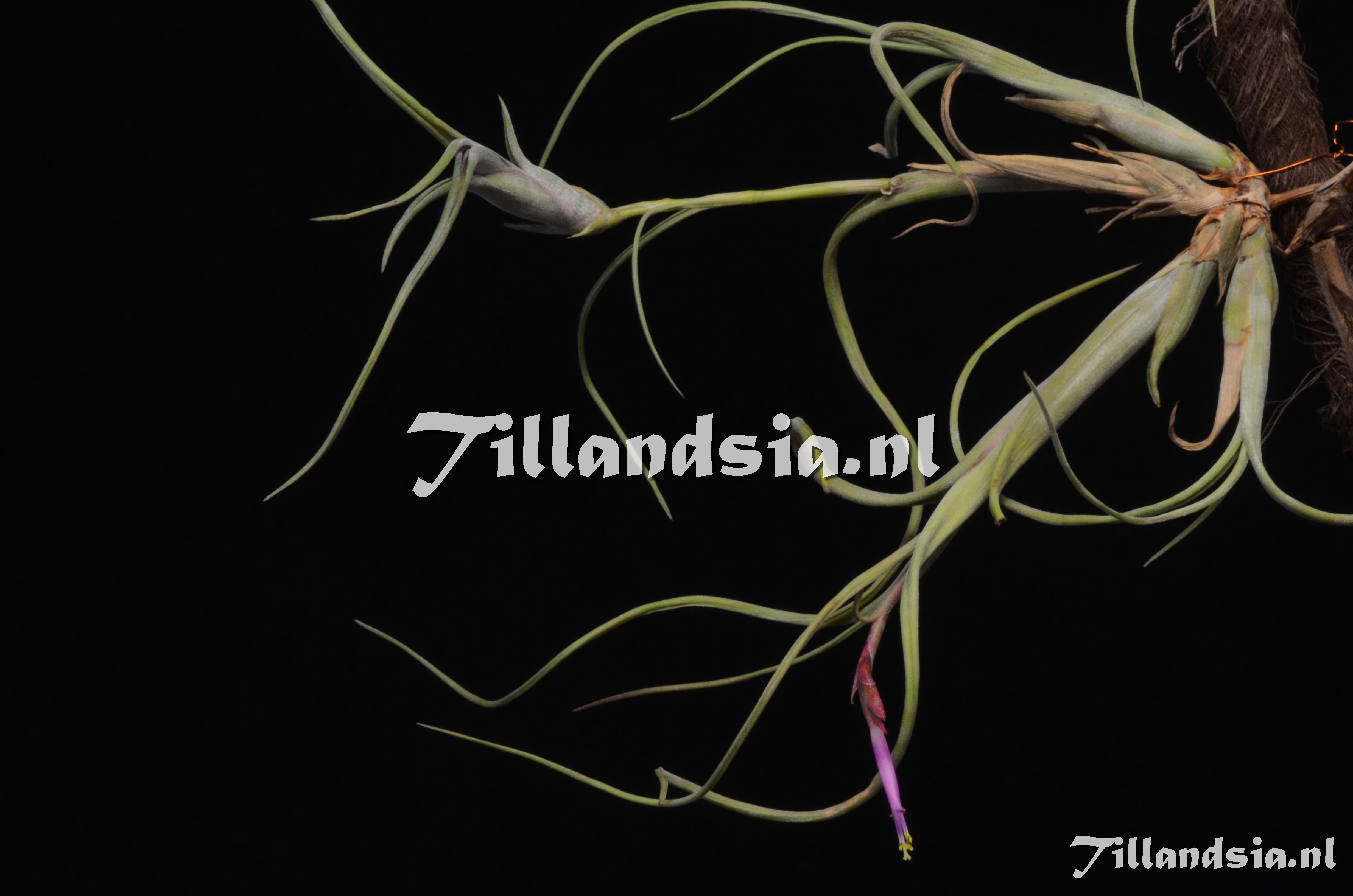 583 Tillandsia intermedia