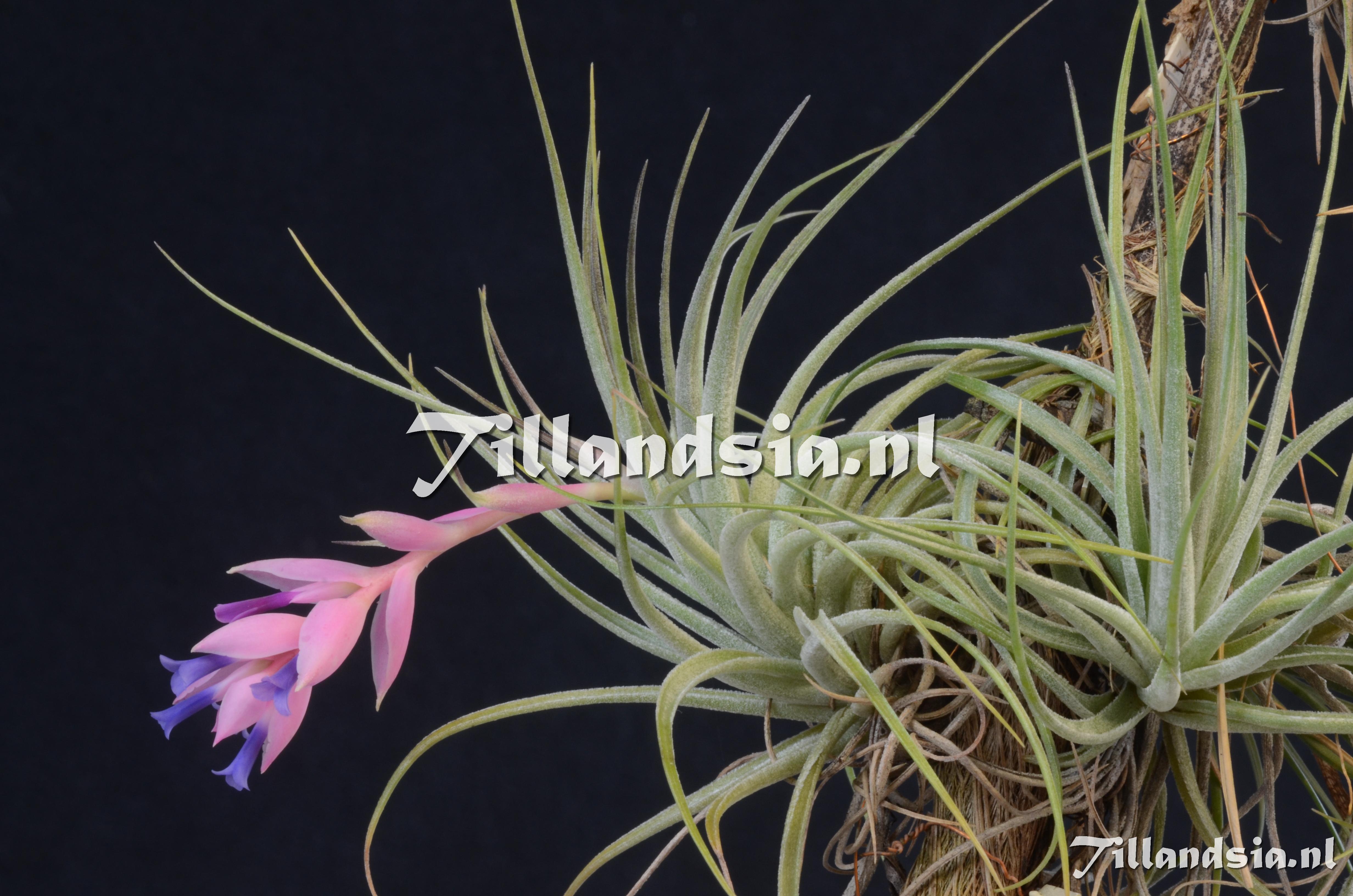 590 Tillandsia stricta