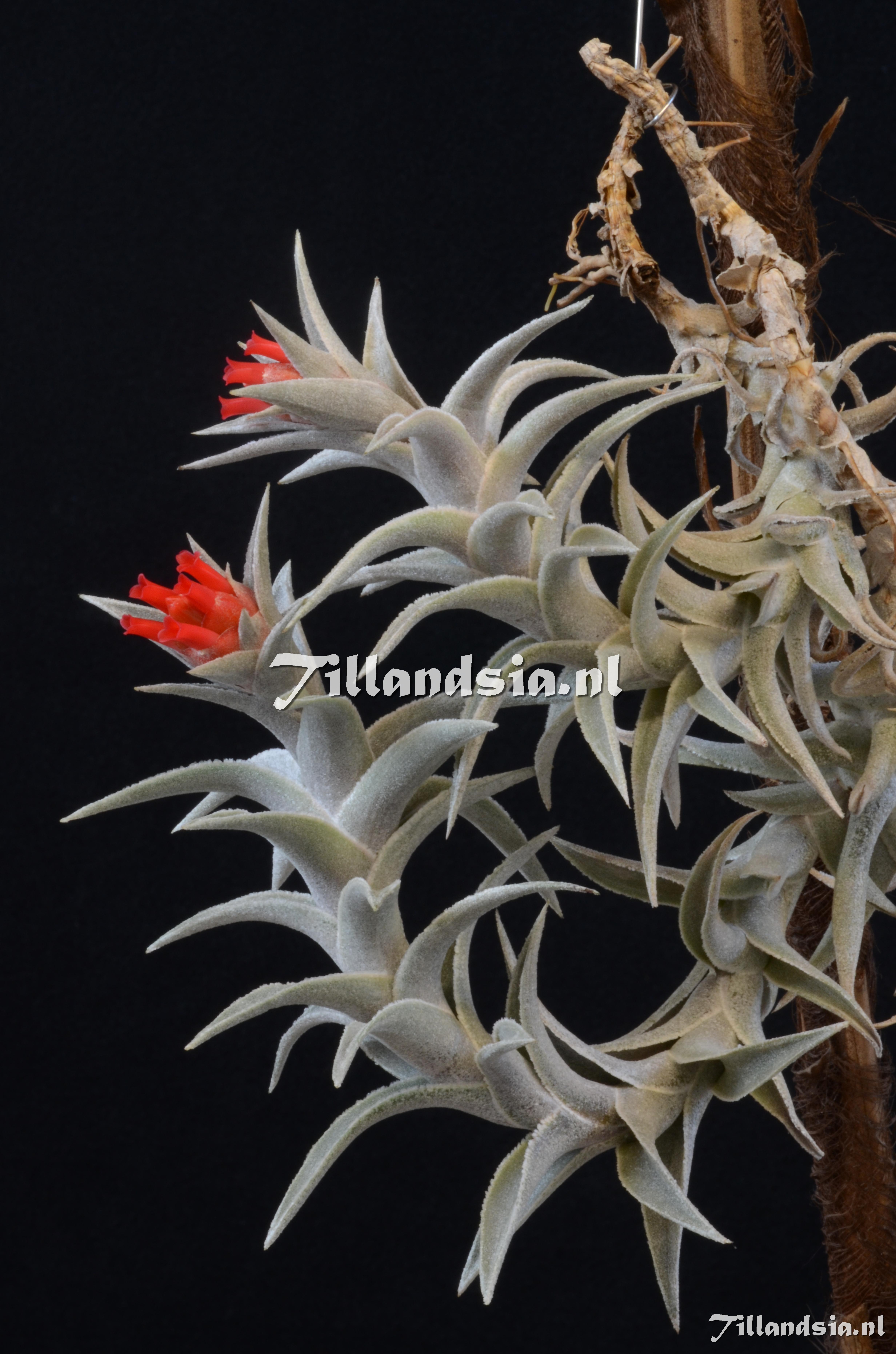 595 Tillandsia edithae