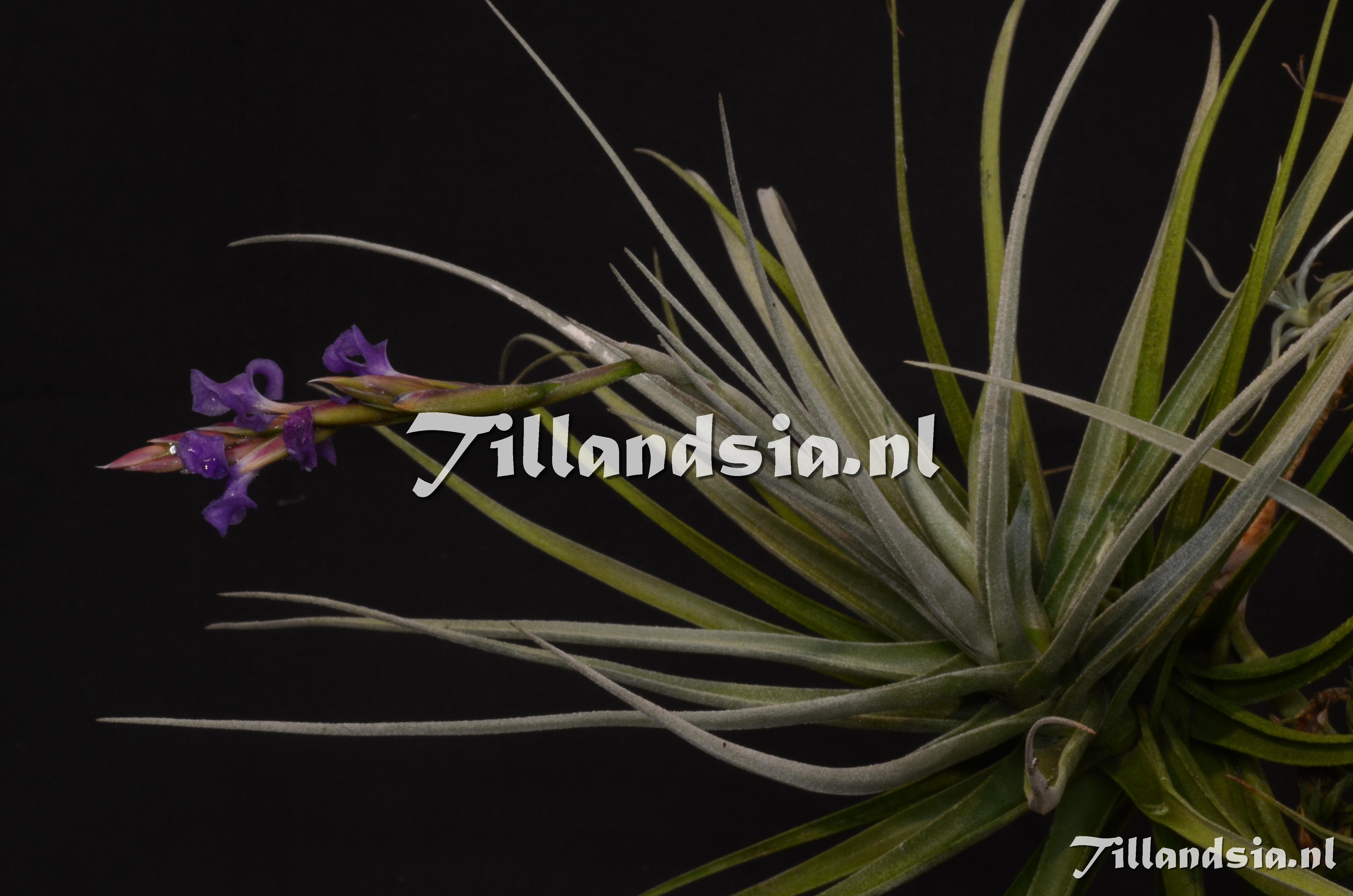 66 Tillandsia cf. lorentziana x duratii