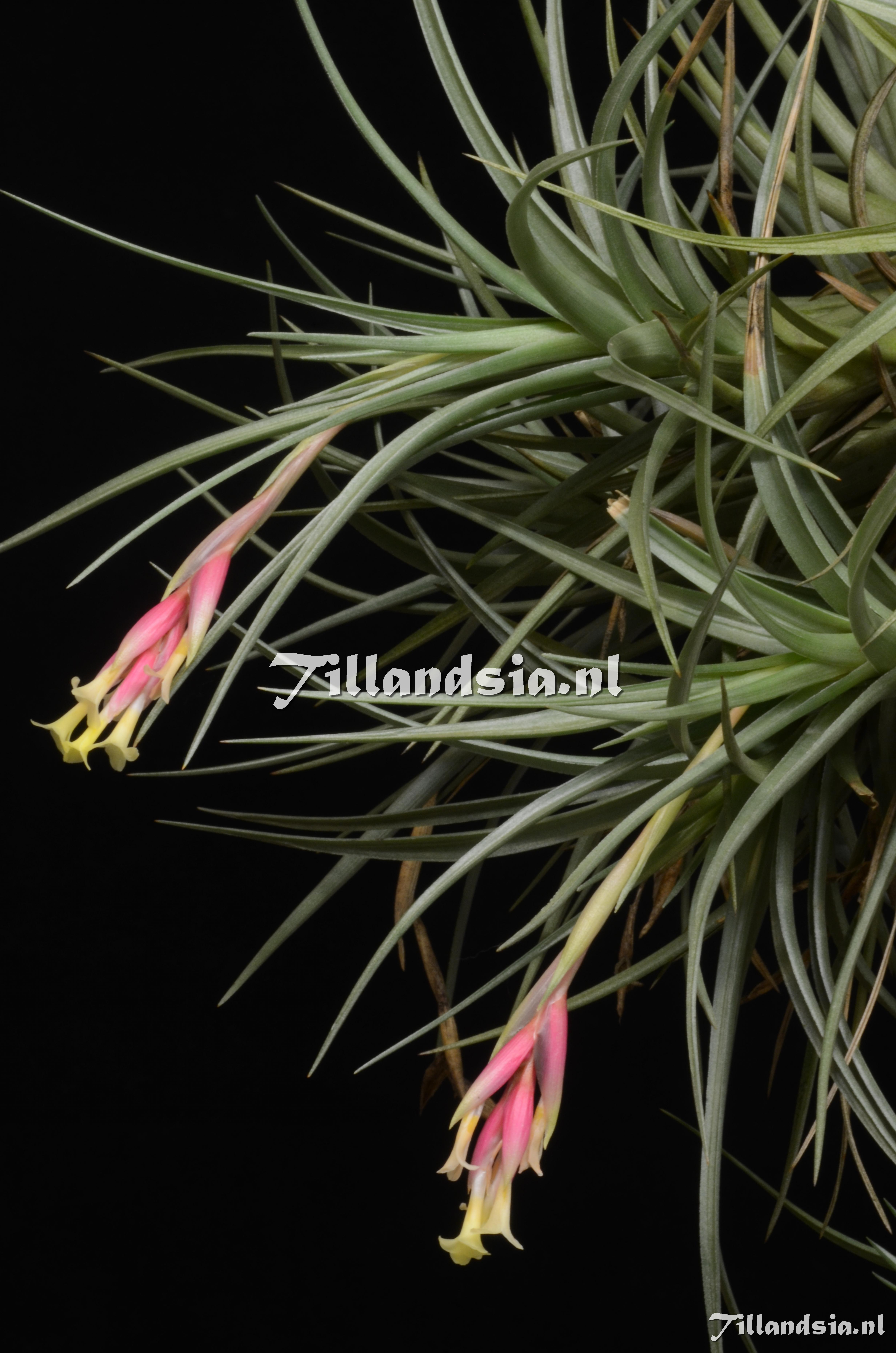 663 Tillandsia jucunda